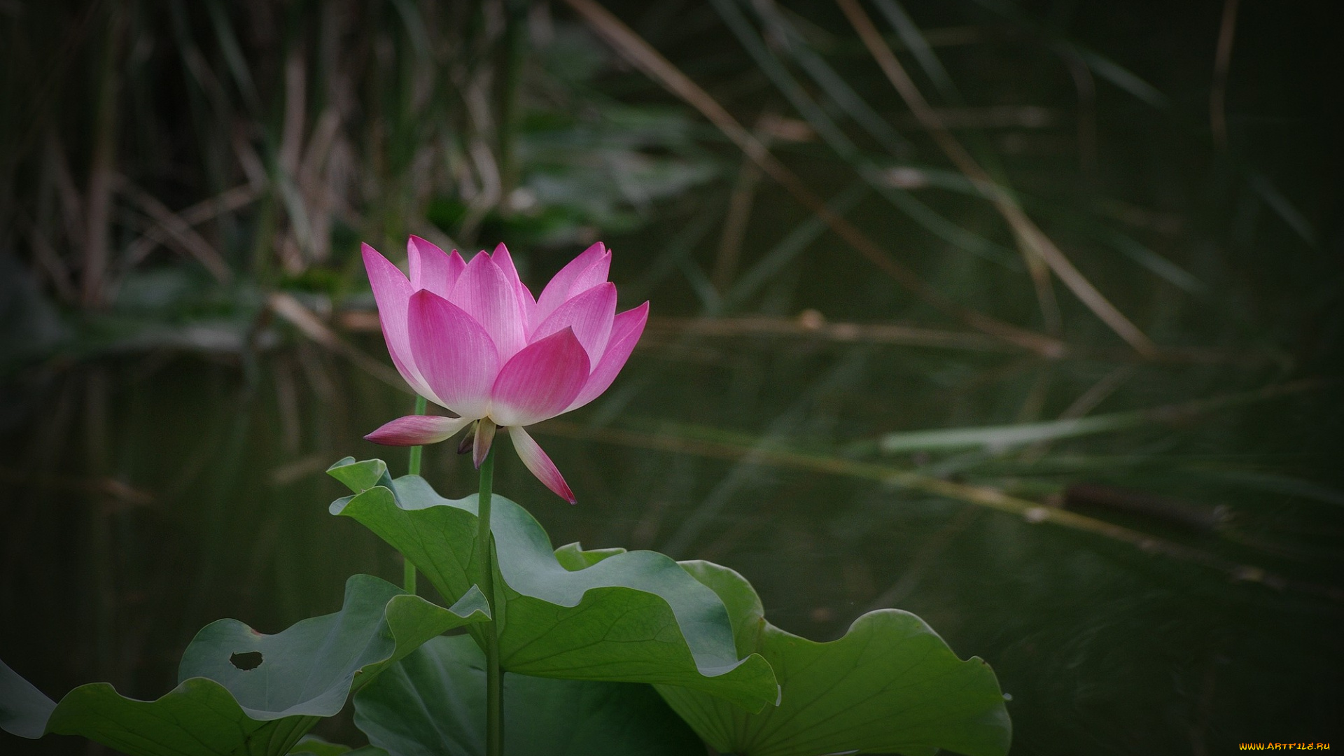 цветы, лотосы, цветок