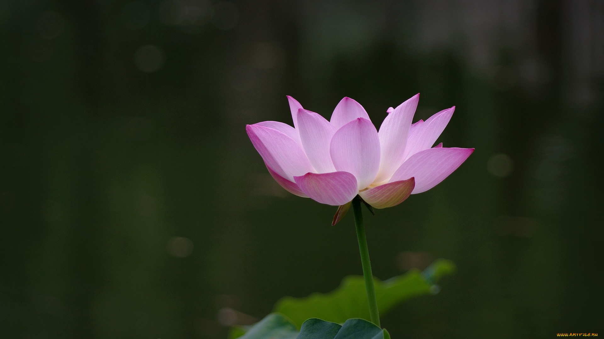 цветы, лотосы, цветок