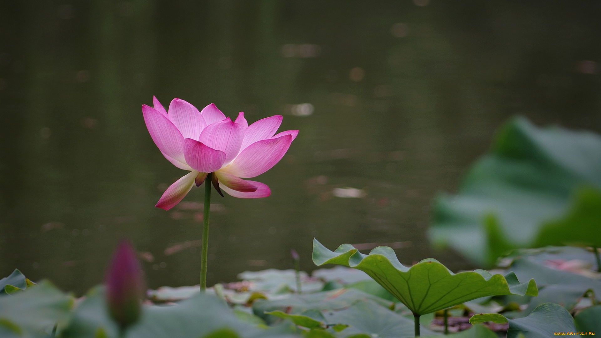 цветы, лотосы, цветок