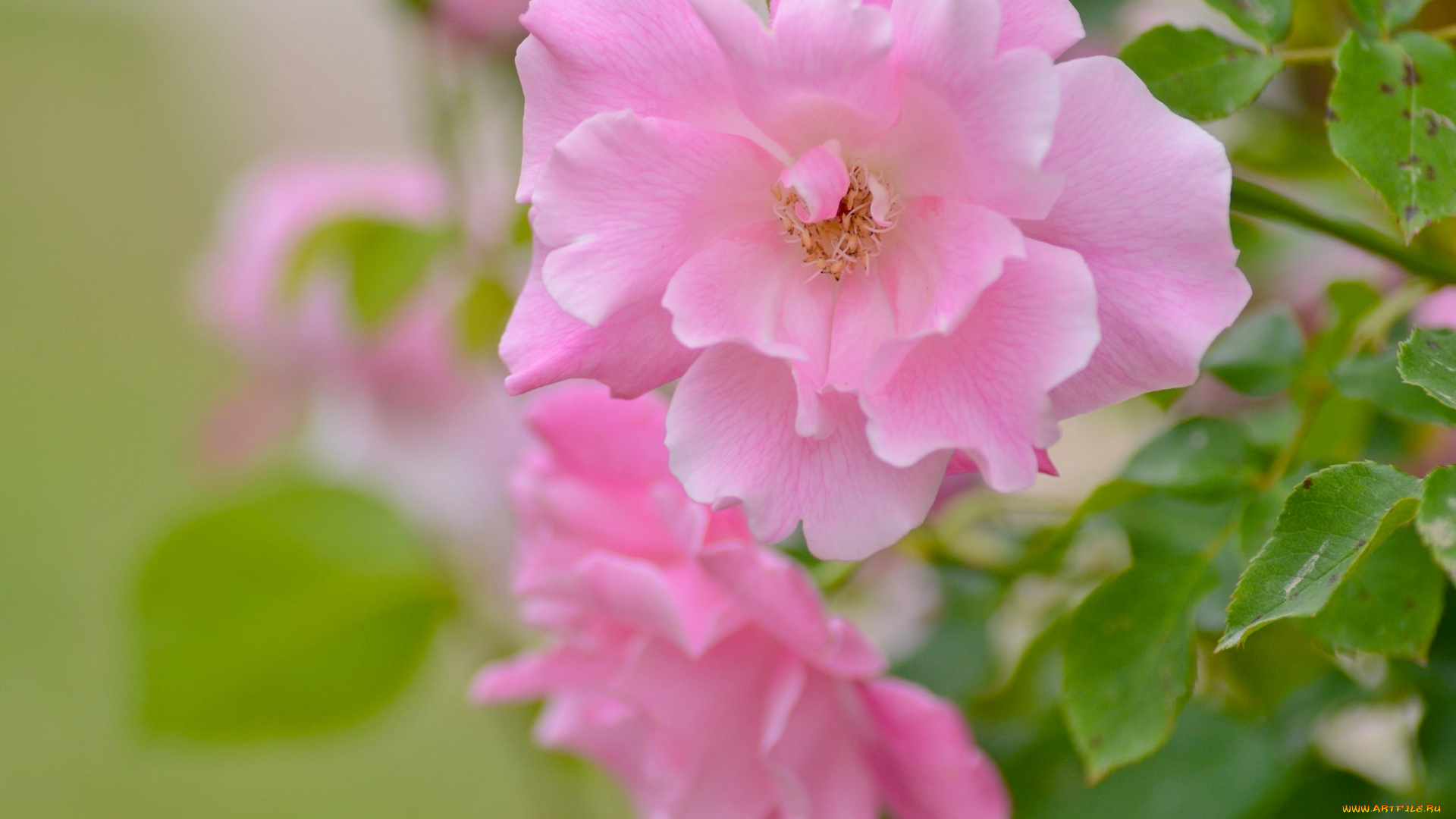 цветы, розы, роза, лепестки, макро, боке