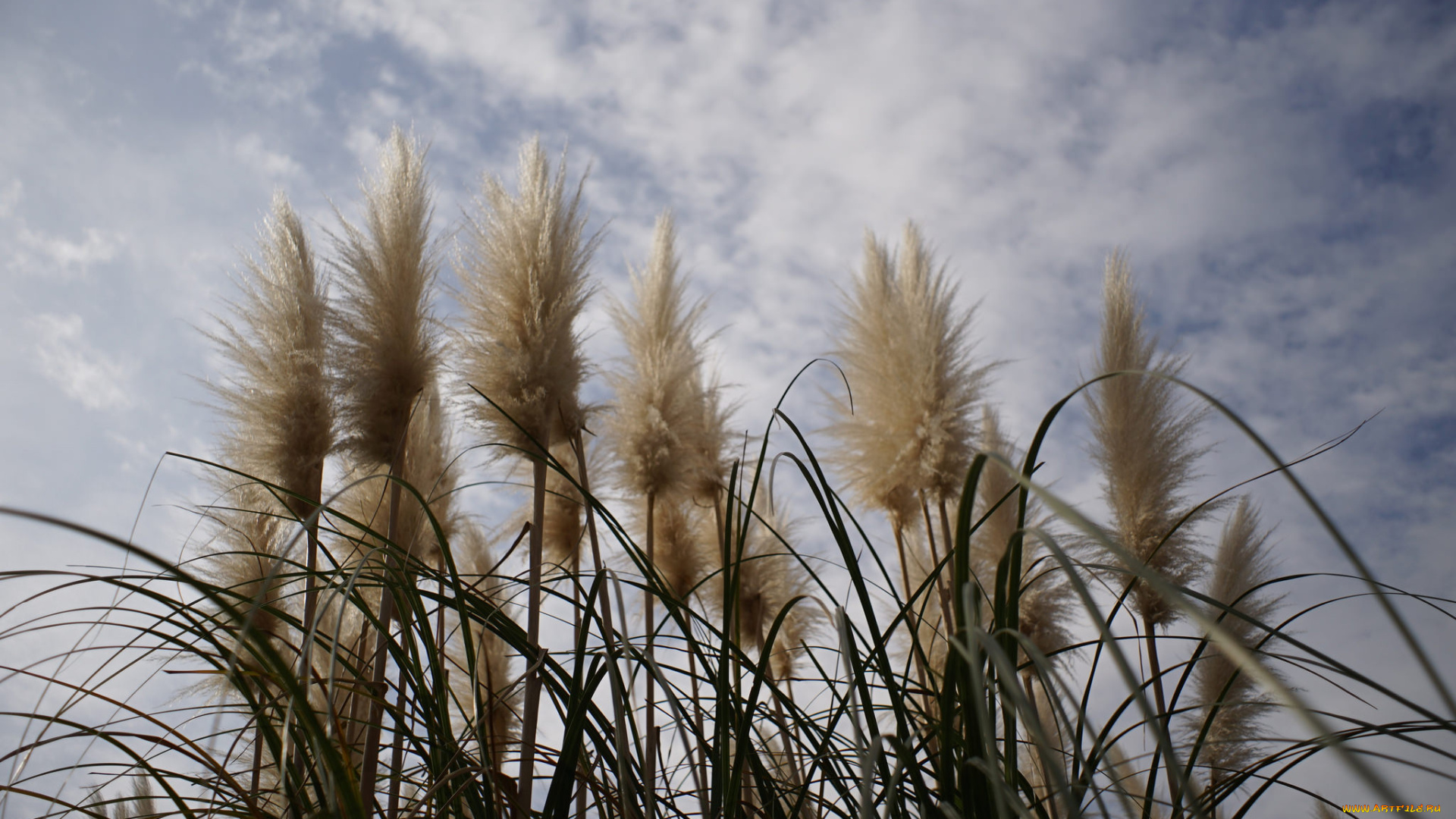 природа, другое, камыш
