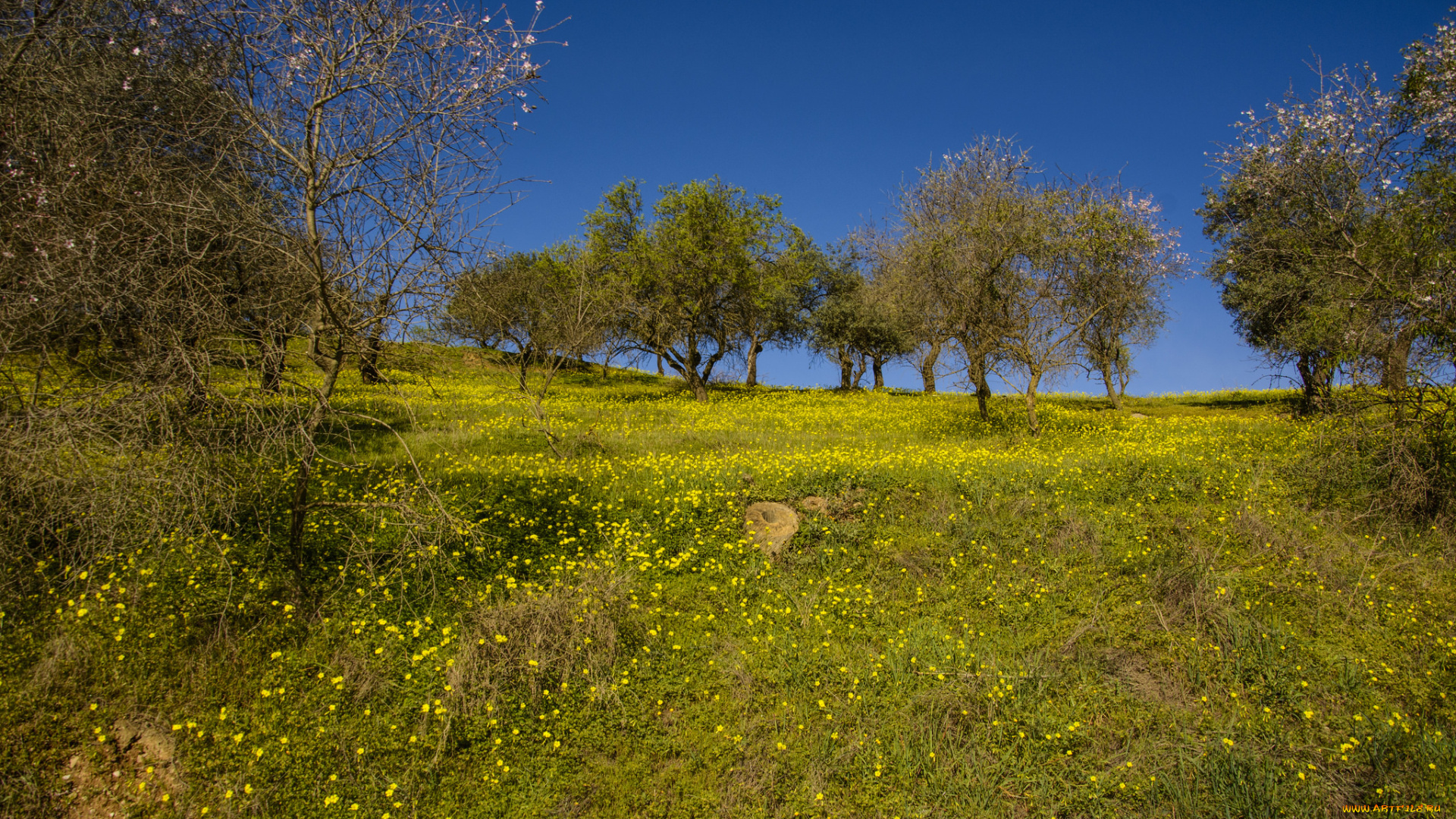 природа, пейзажи, поле, лес
