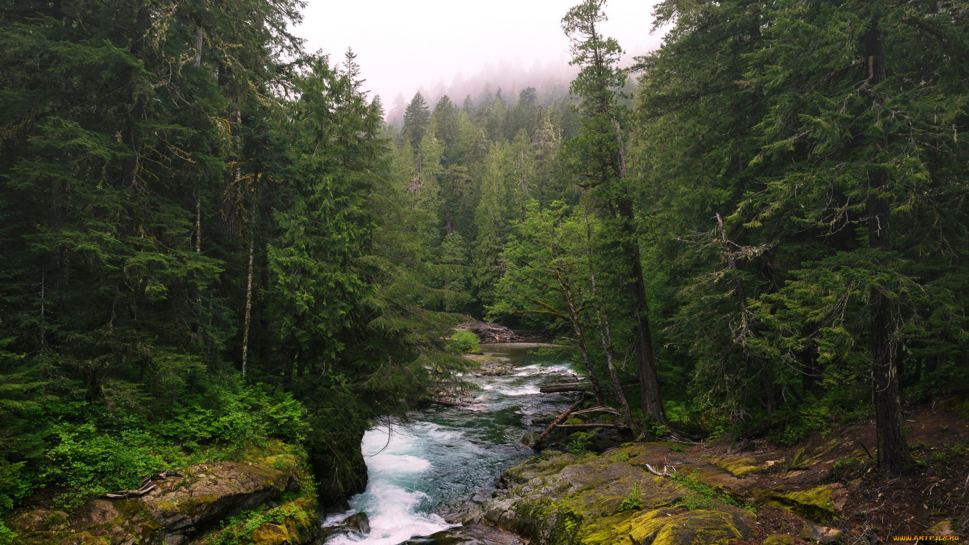 природа, реки, озера, лес, река