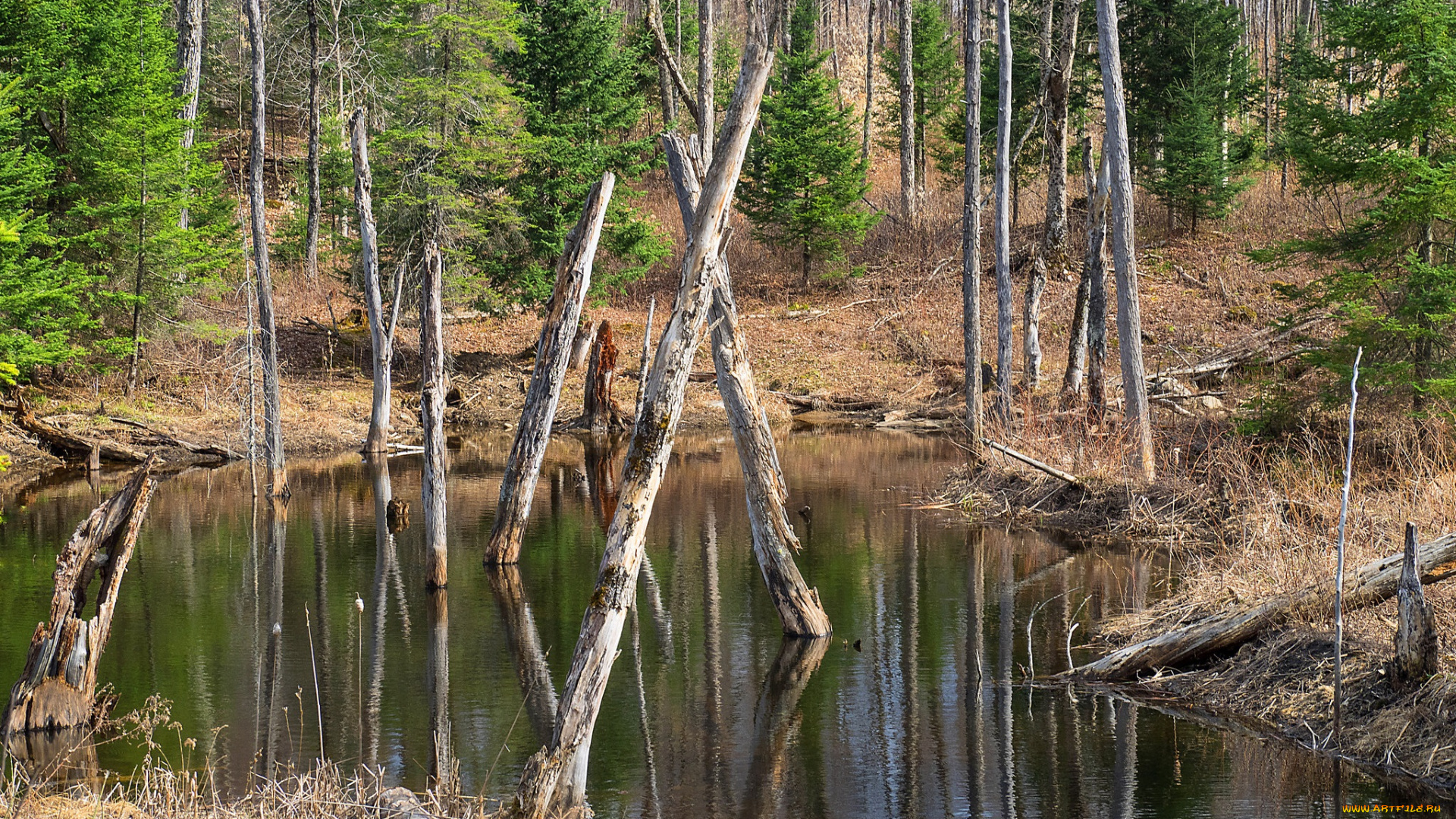 природа, реки, озера, лес, река