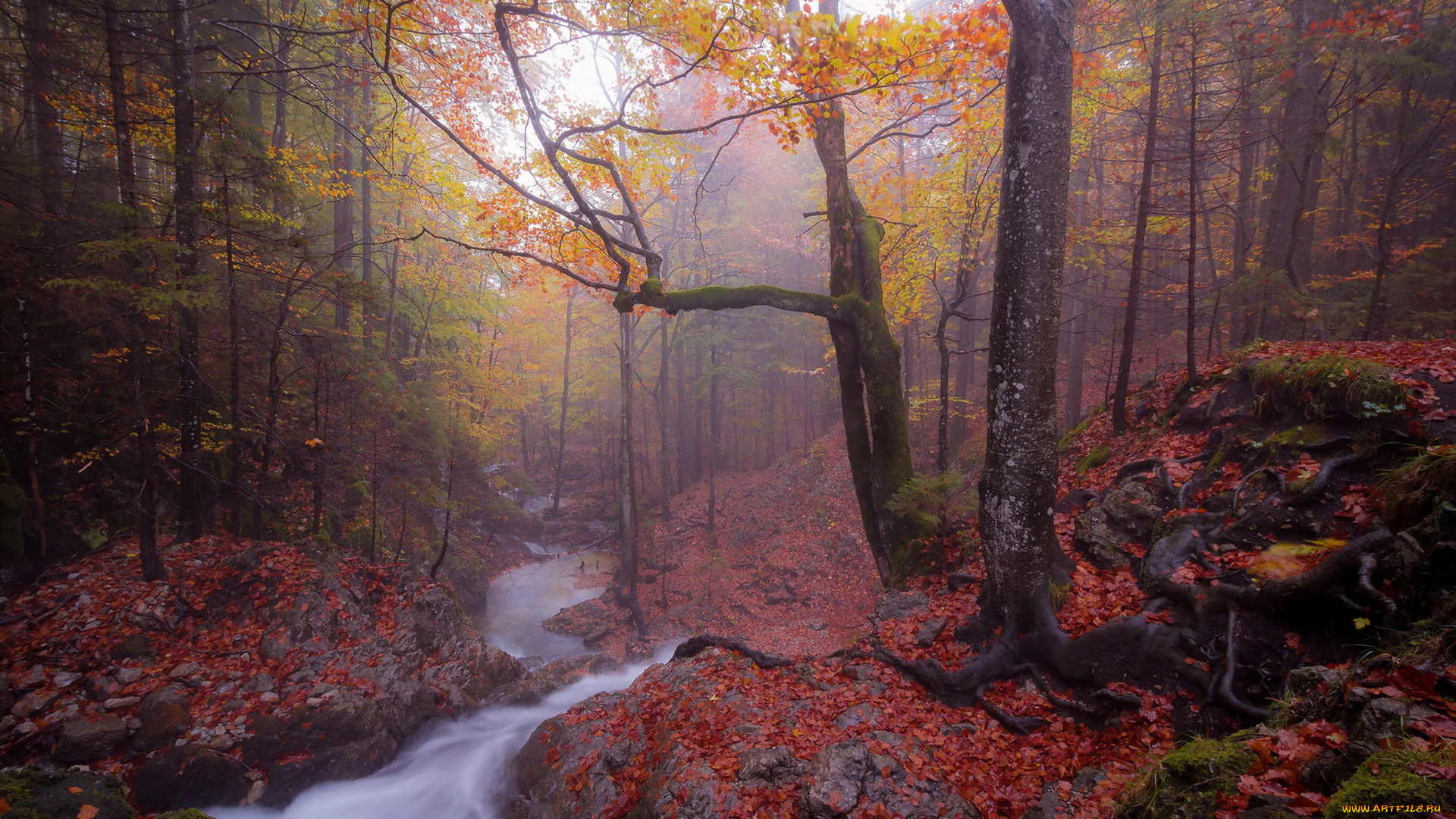 природа, реки, озера, осень, туман, река, лес