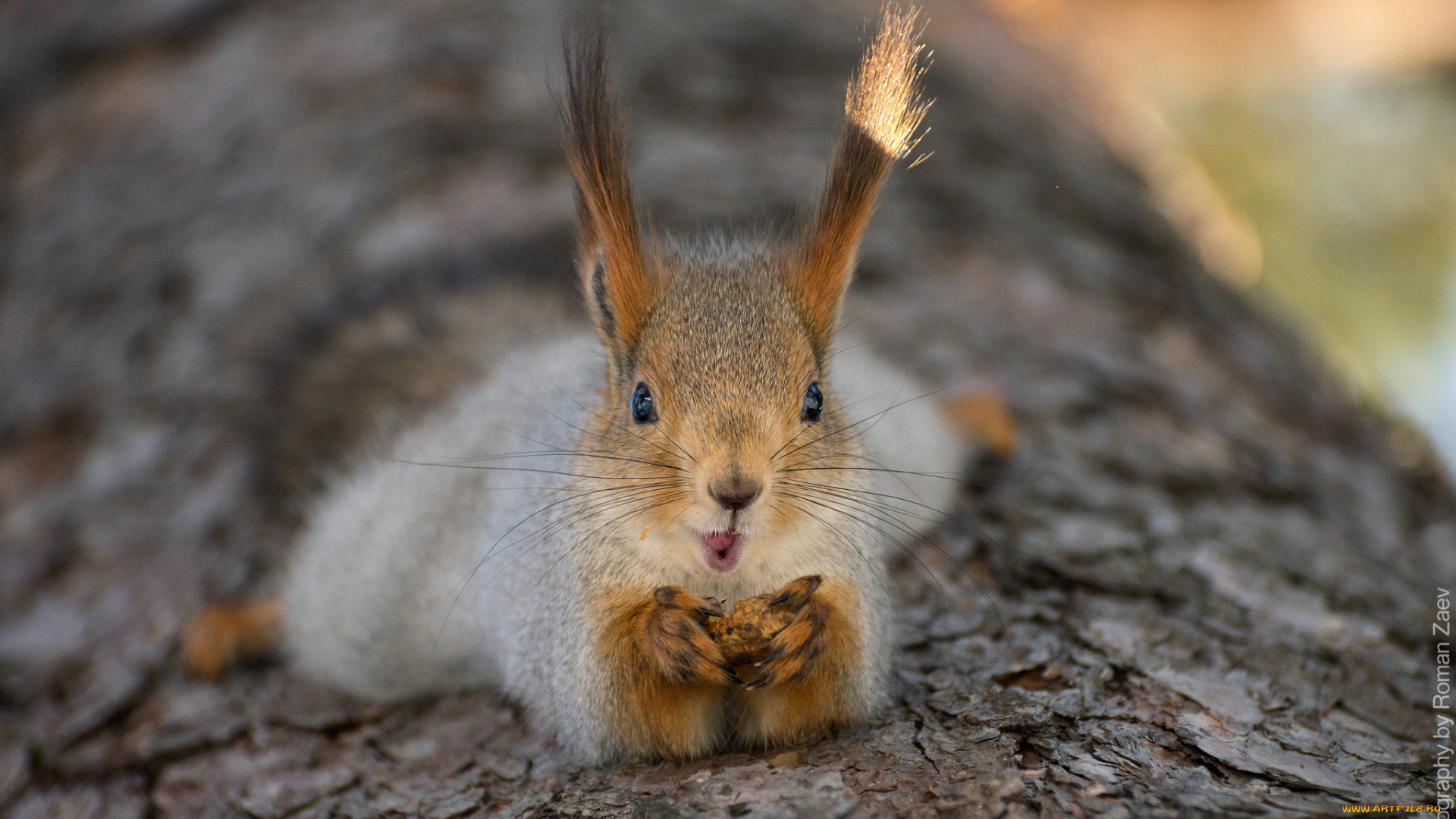 животные, белки, кора, дерево, белка
