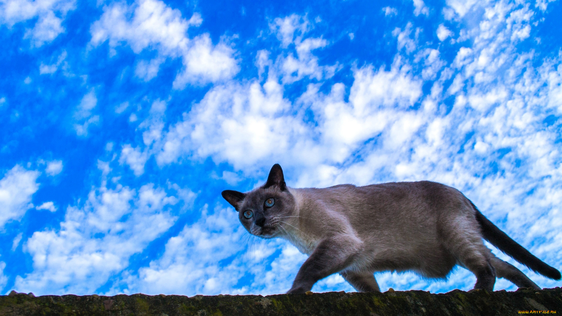 животные, коты, облака, небо, кошка