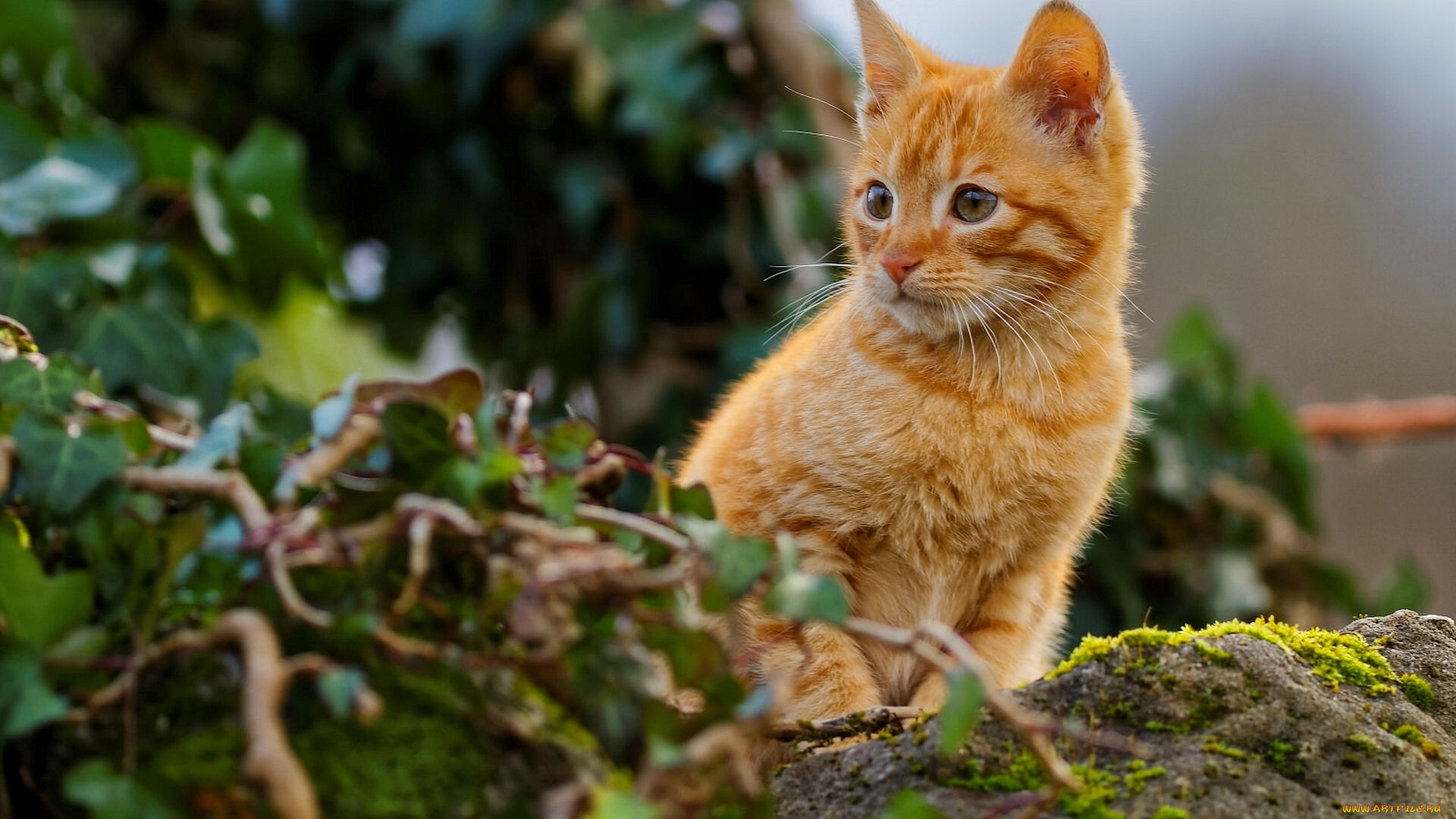 животные, коты, рыжий, котёнок