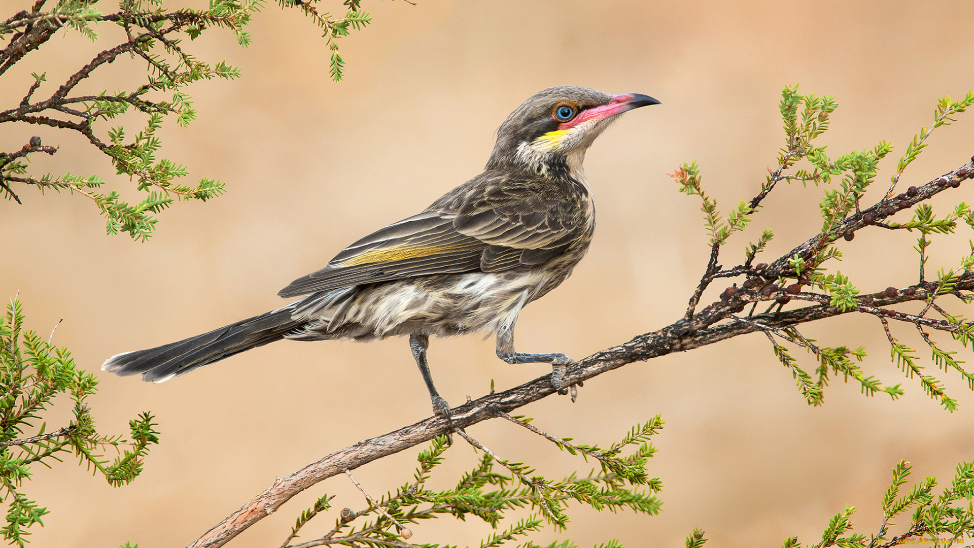 животные, птицы, птица, ветвь, листья, ветка