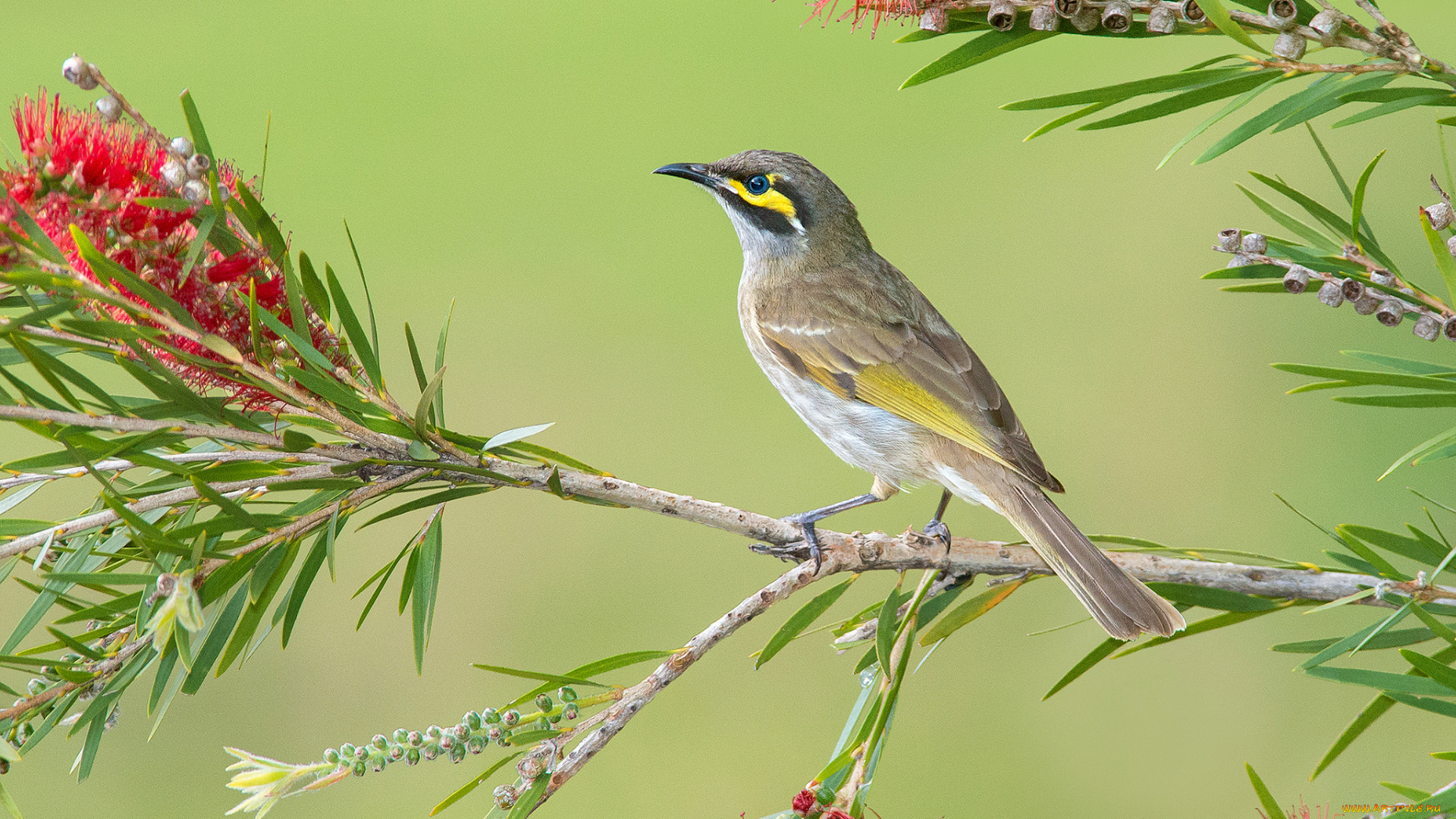 животные, птицы, птица, ветвь, листья, ветка