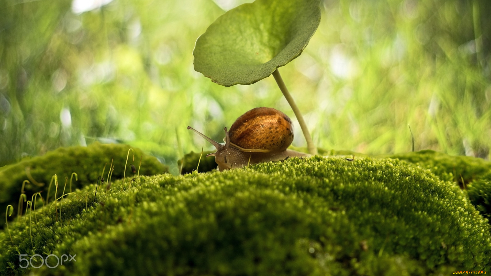 животные, улитки, мох, боке, зонтик, макро, улитка