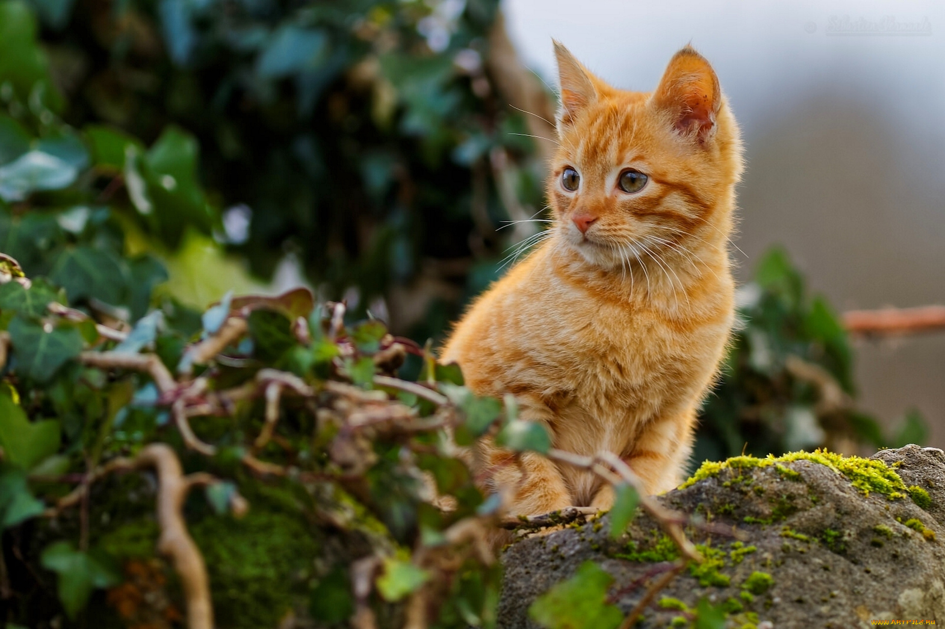 животные, коты, рыжий, котёнок