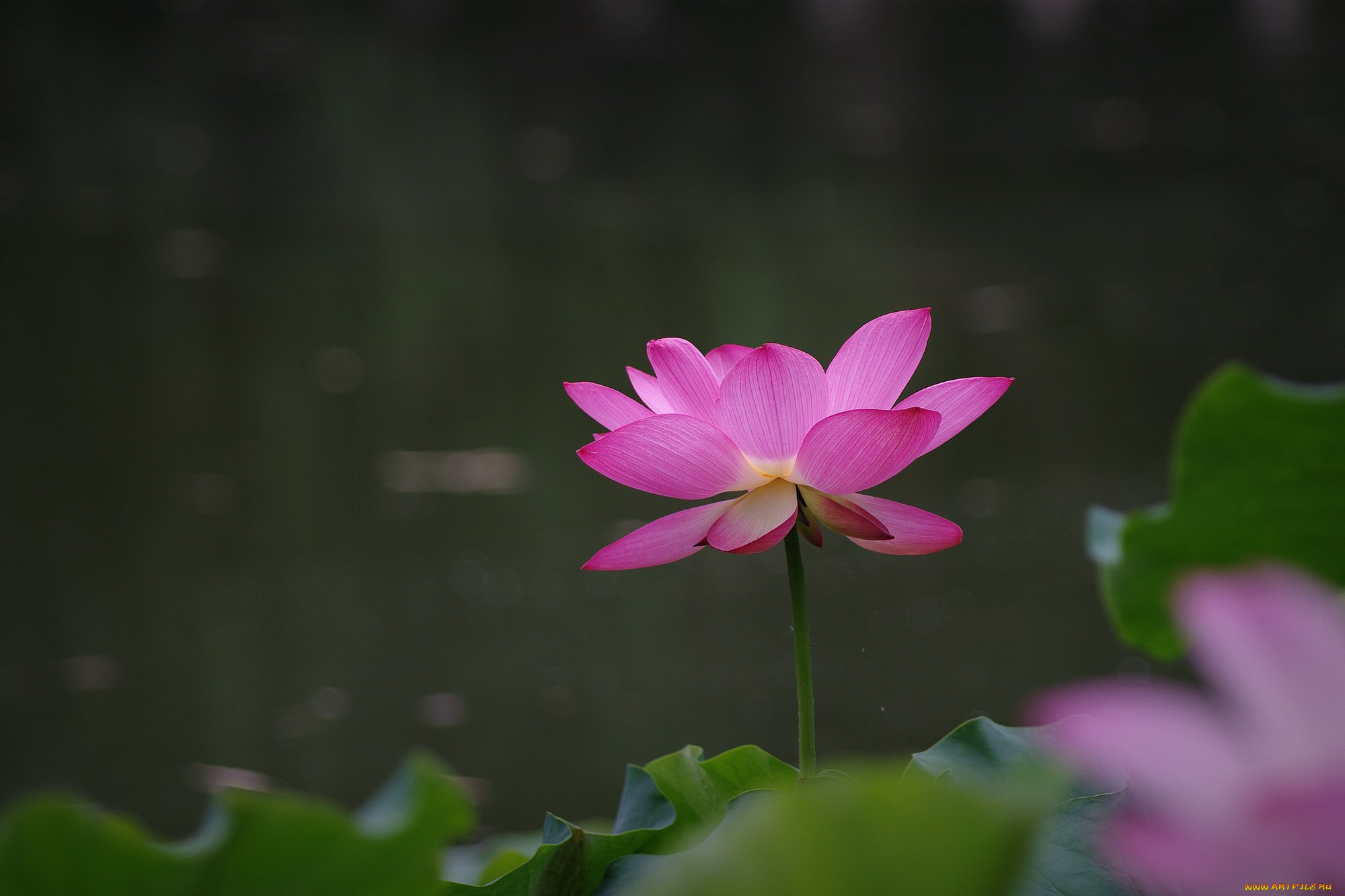 цветы, лотосы, цветок