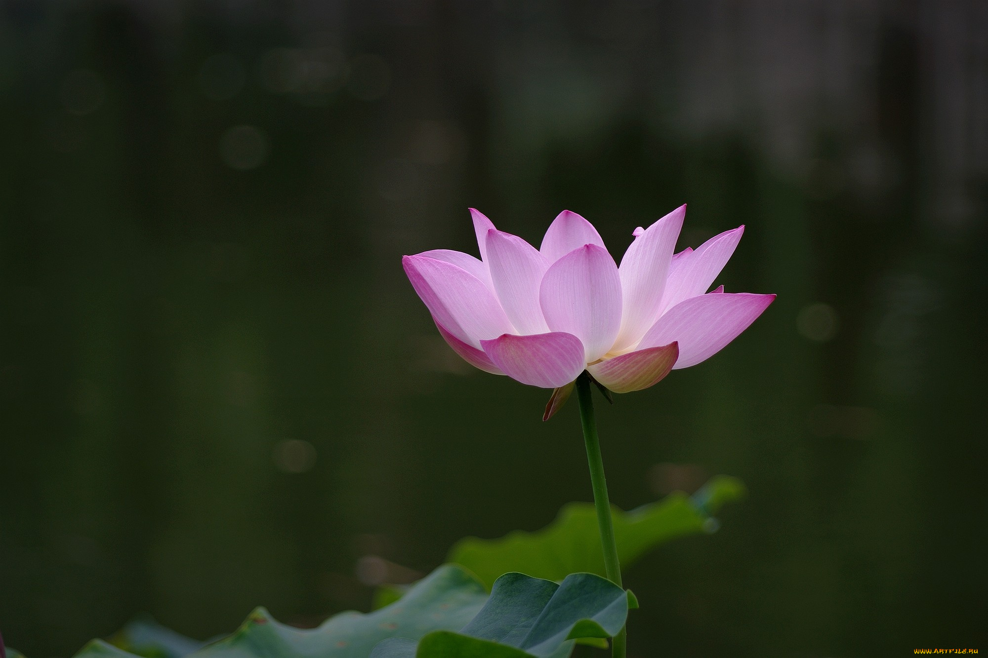 цветы, лотосы, цветок