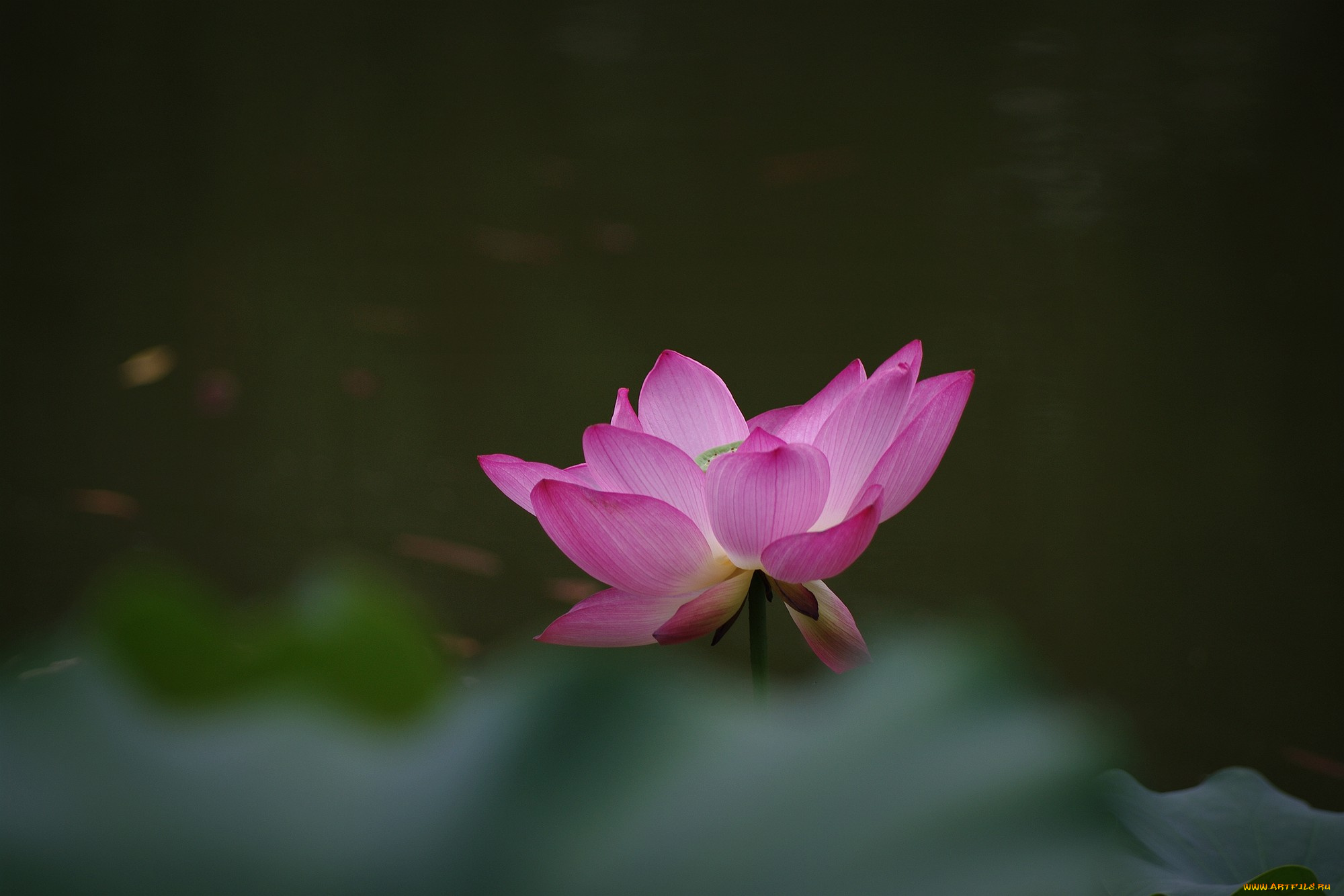 цветы, лотосы, цветок