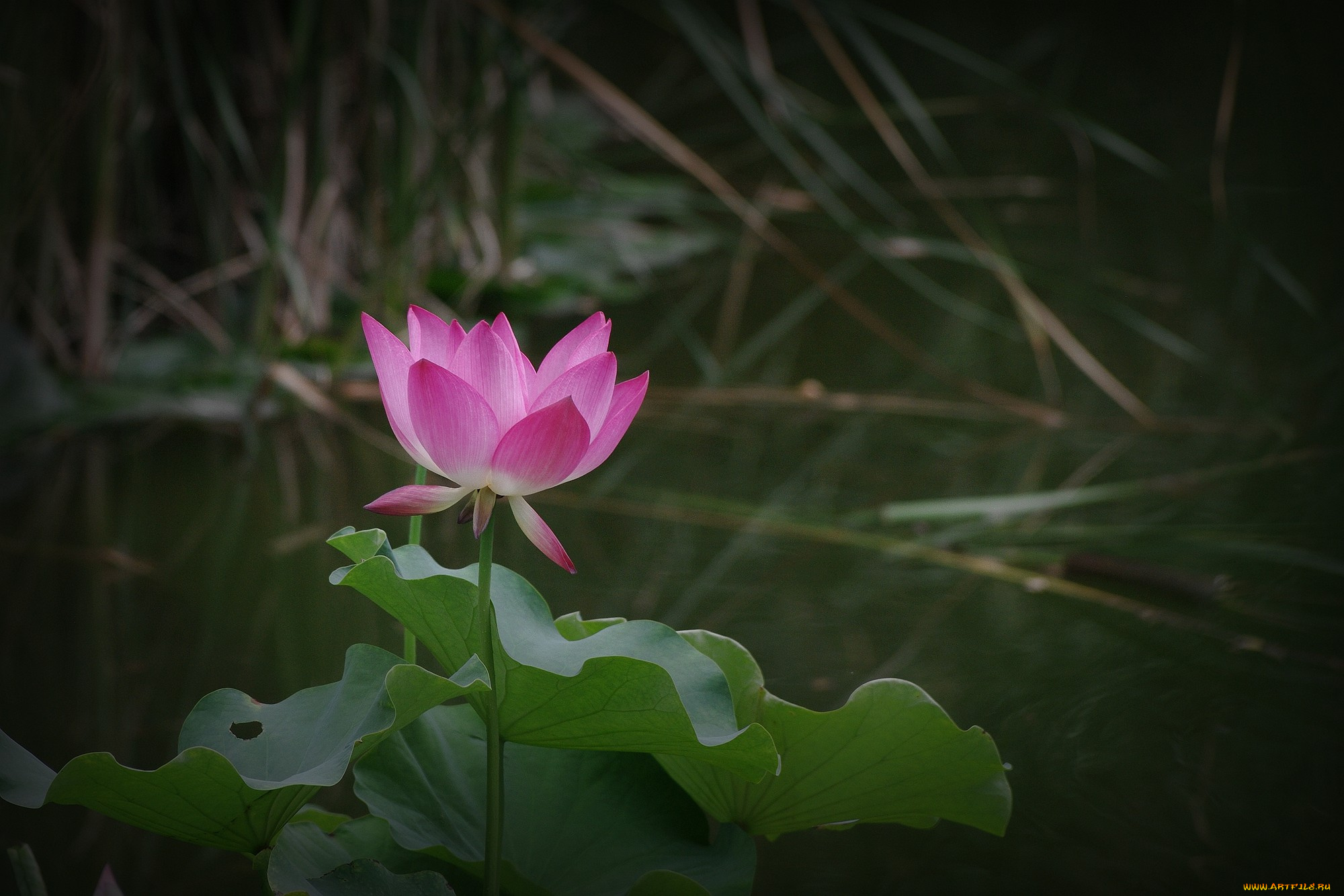 цветы, лотосы, цветок