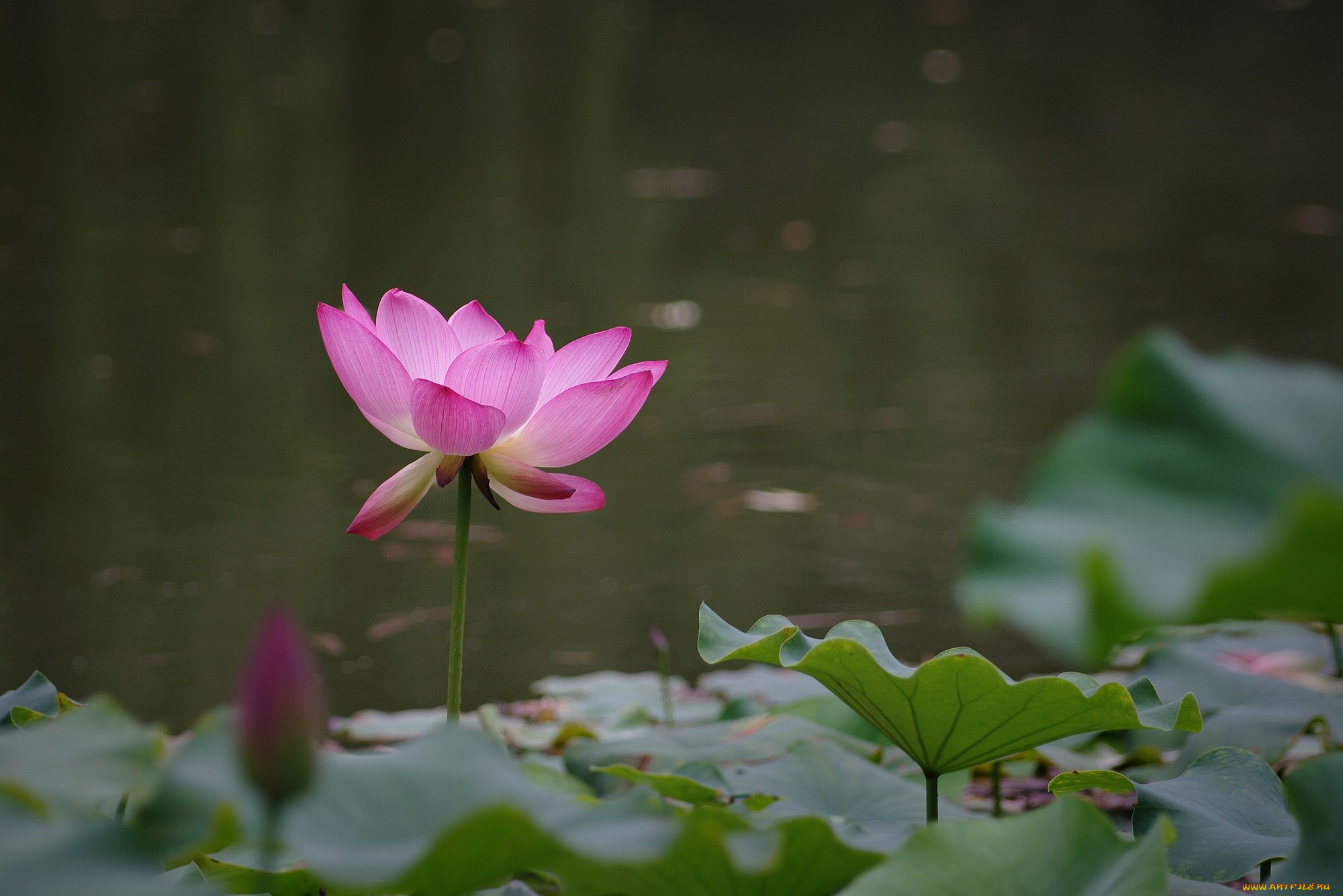 цветы, лотосы, цветок