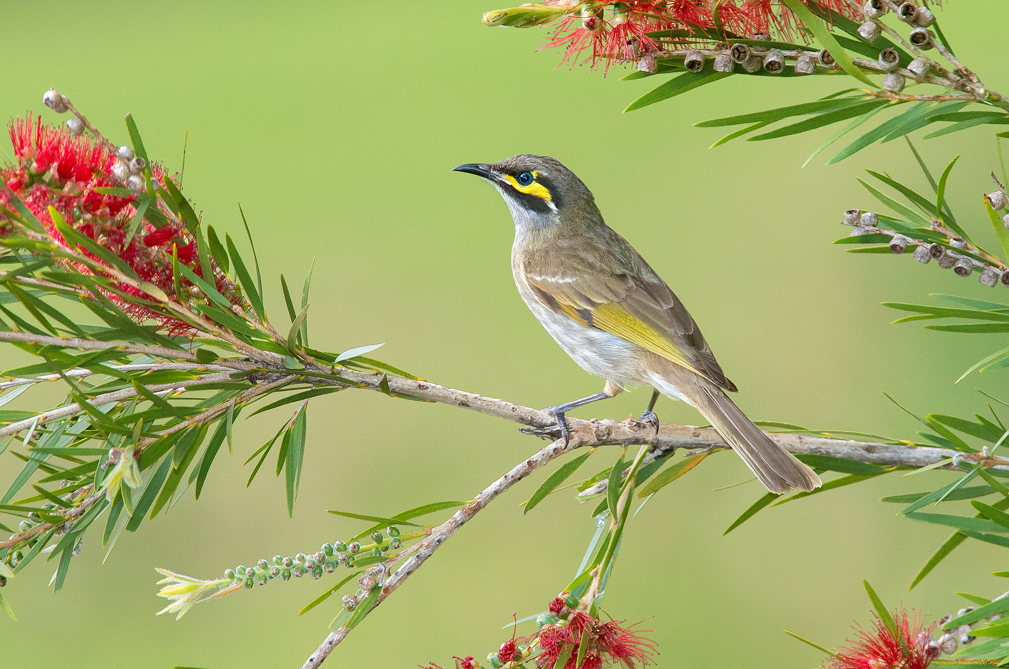 животные, птицы, птица, ветвь, листья, ветка