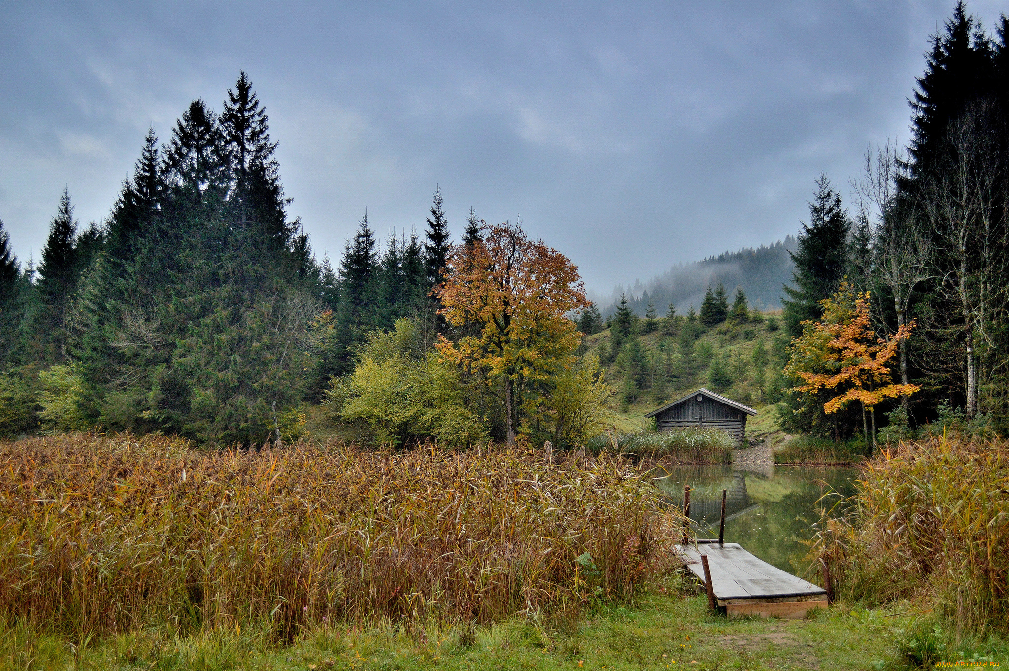 природа, реки, озера, река, лес