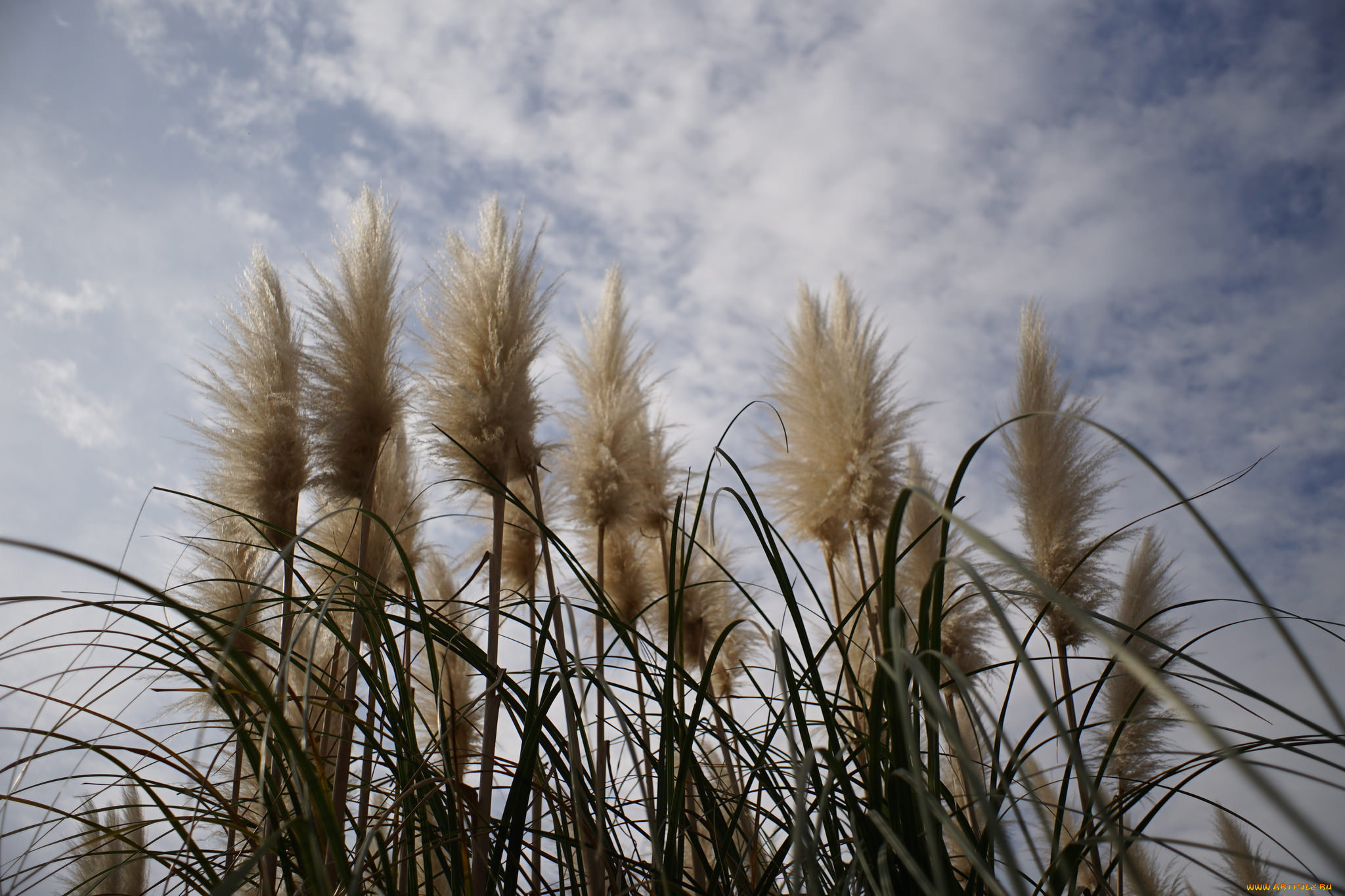 природа, другое, камыш