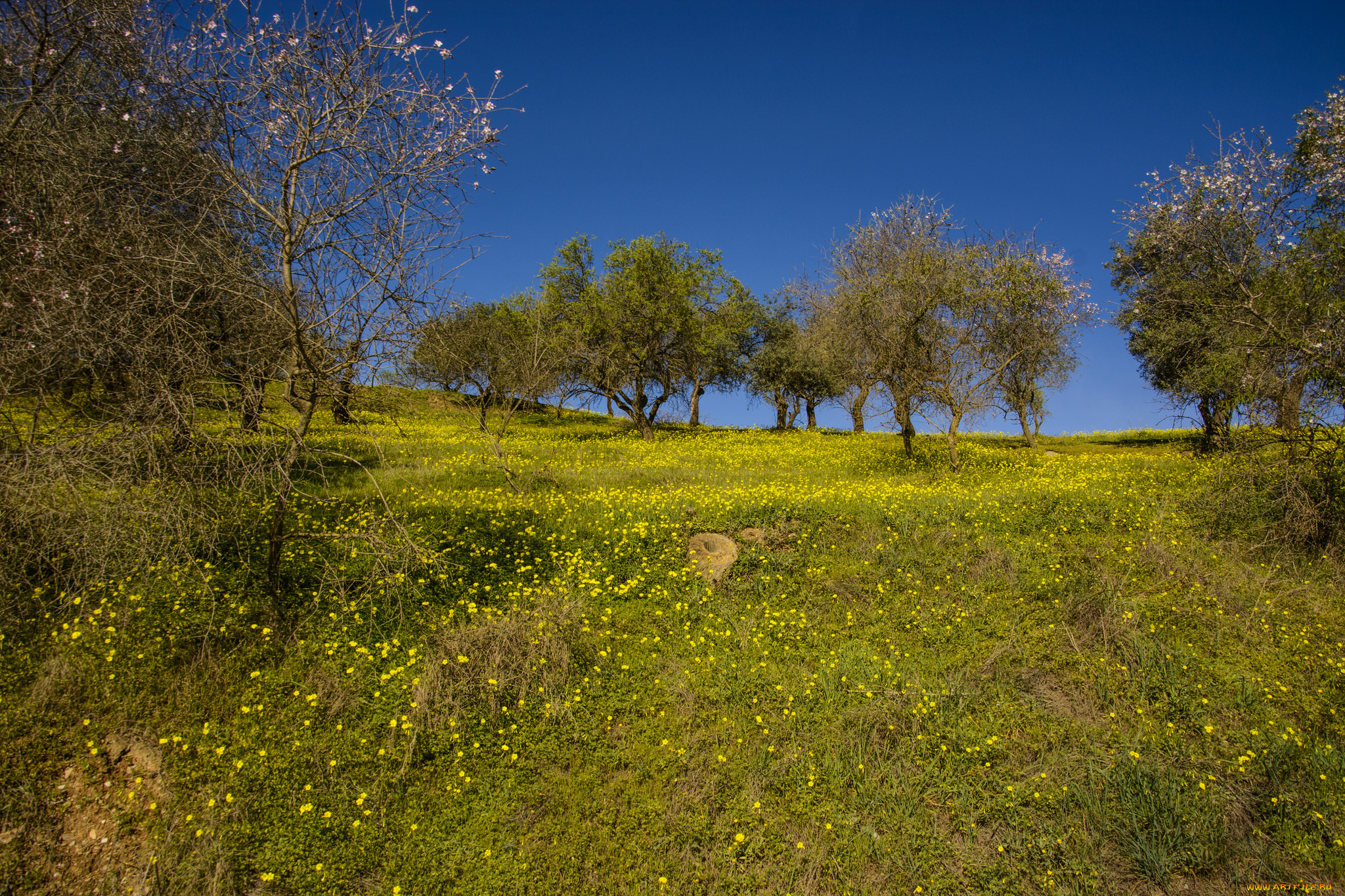 природа, пейзажи, поле, лес