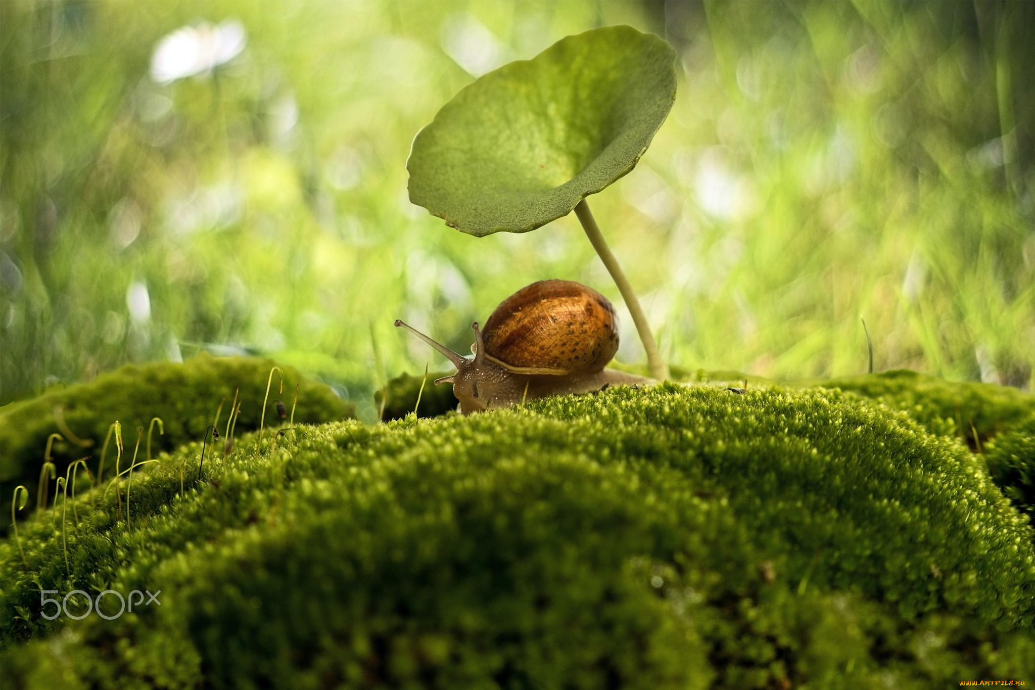 животные, улитки, мох, боке, зонтик, макро, улитка