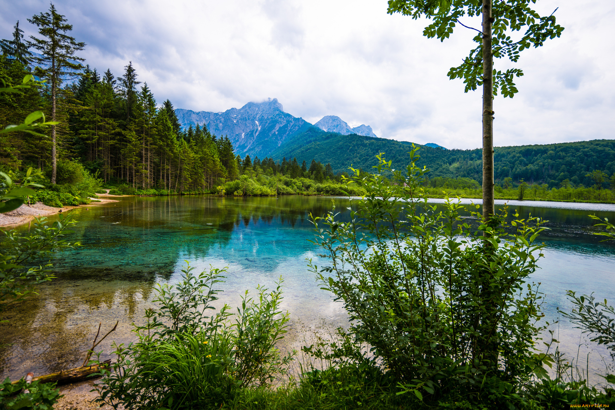 природа, реки, озера, река, лес