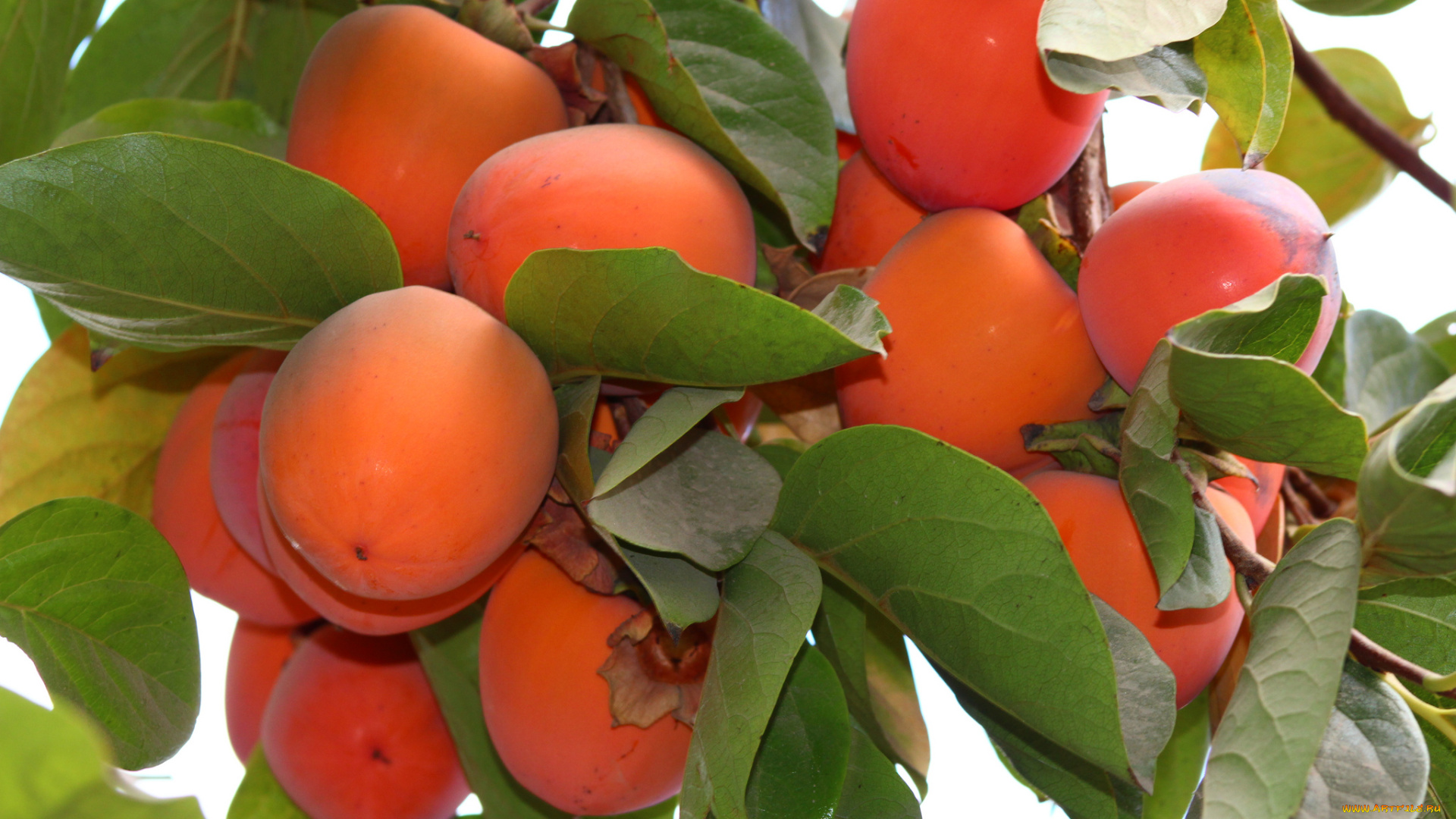 природа, плоды, хурма