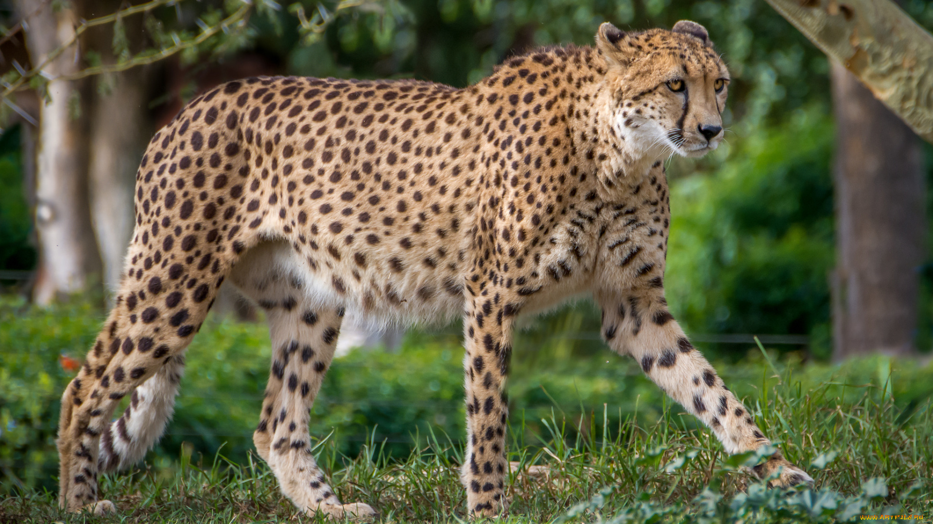 животные, гепарды, хищник