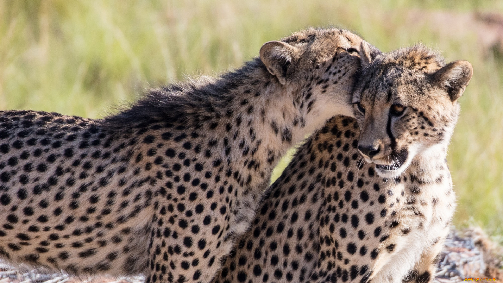 животные, гепарды, молодые, парочка, игра, укус, морда