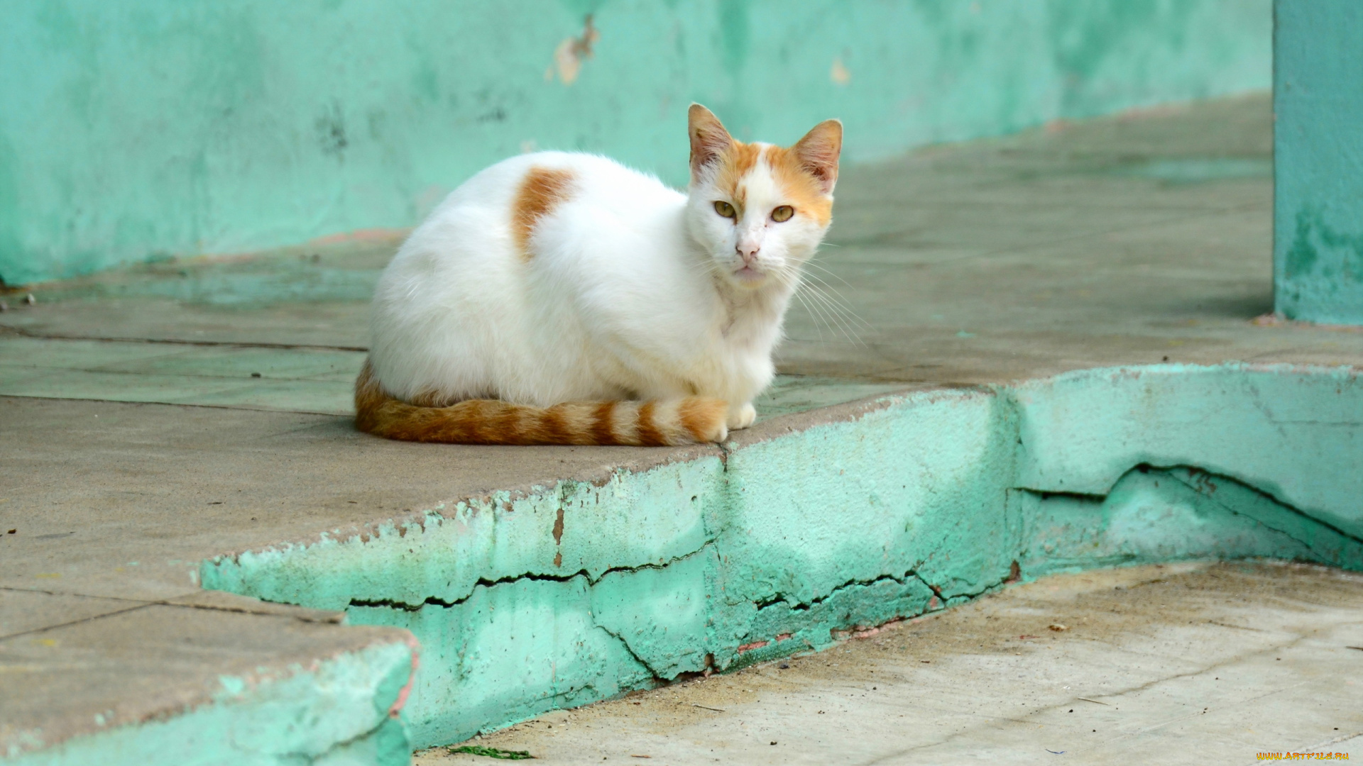 животные, коты, кошка, фон, взгляд