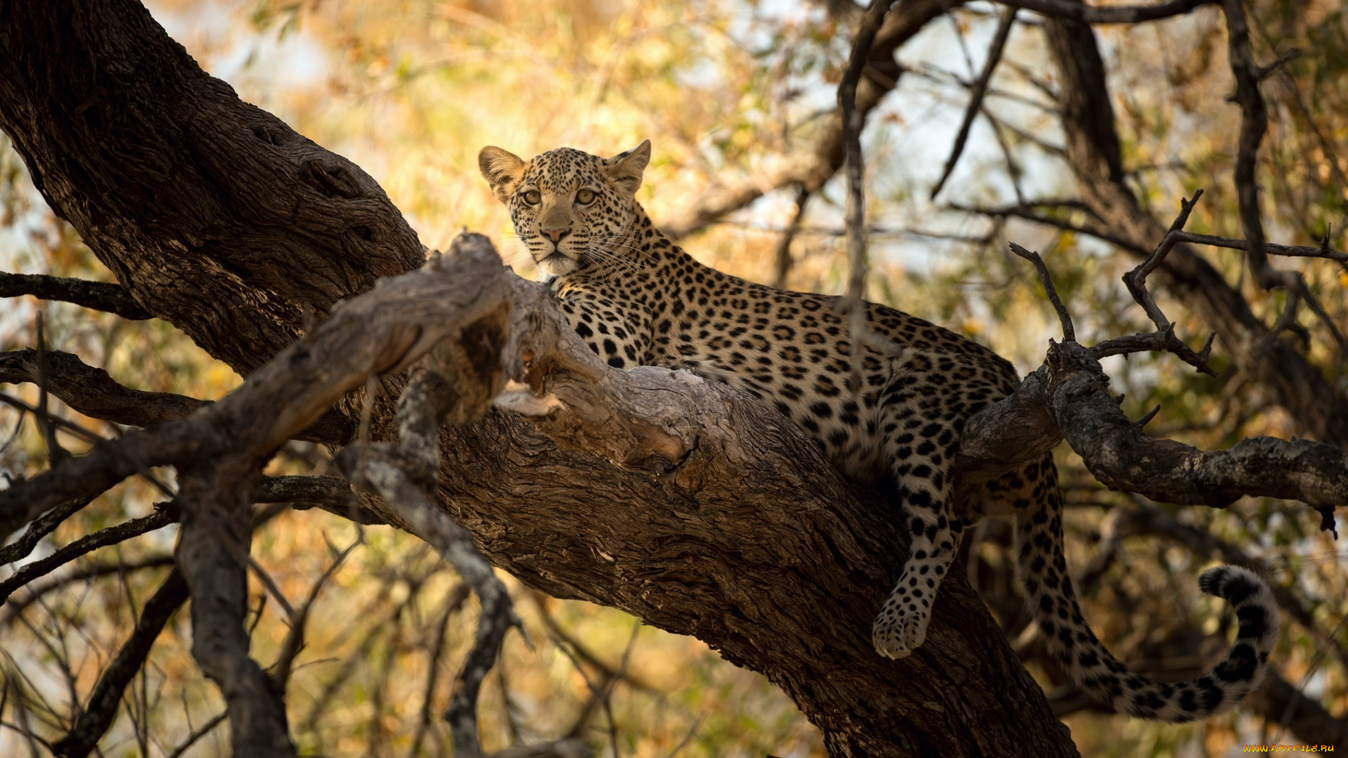 животные, леопарды, детёныш