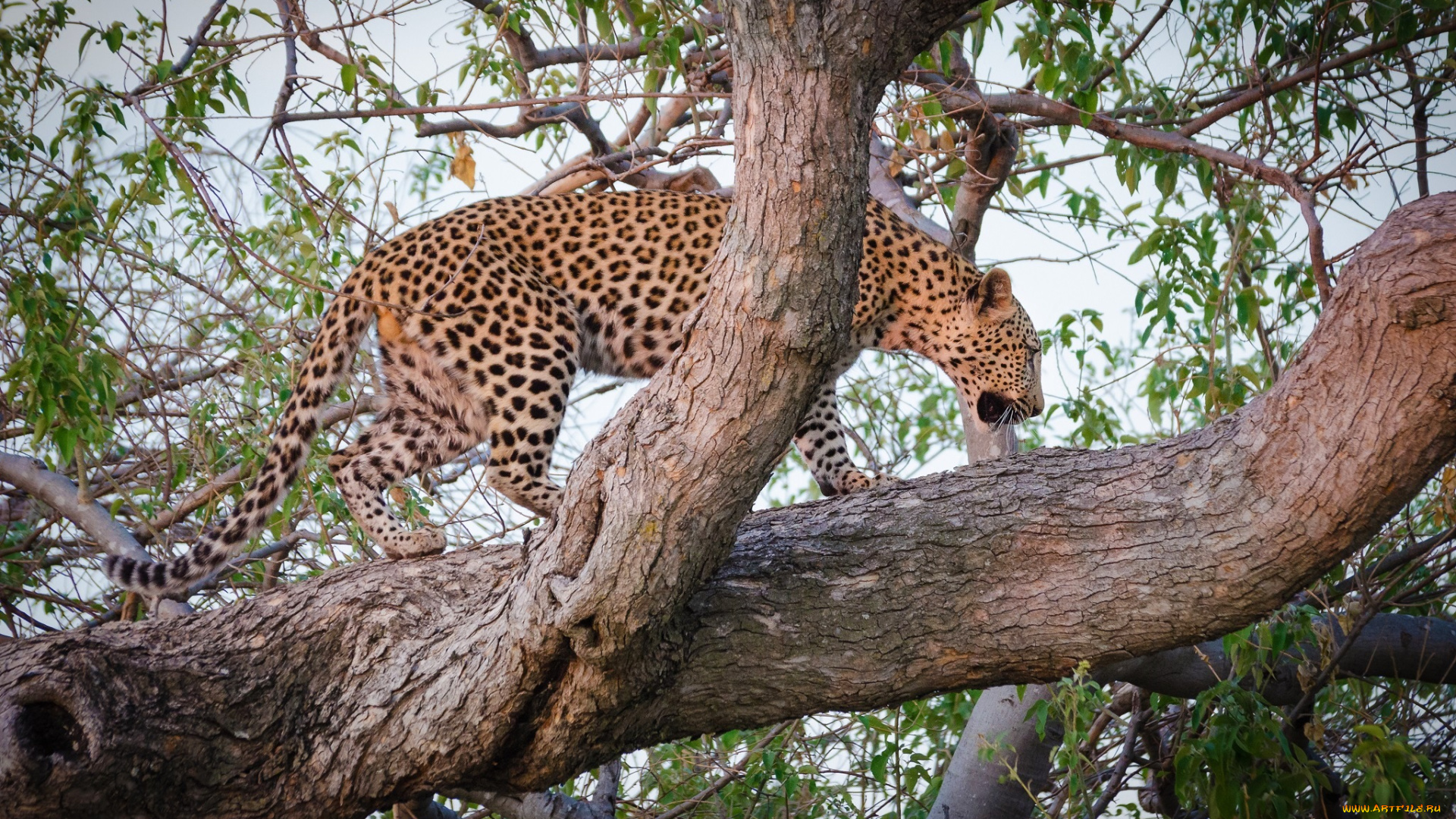 животные, леопарды, кошка, пятна