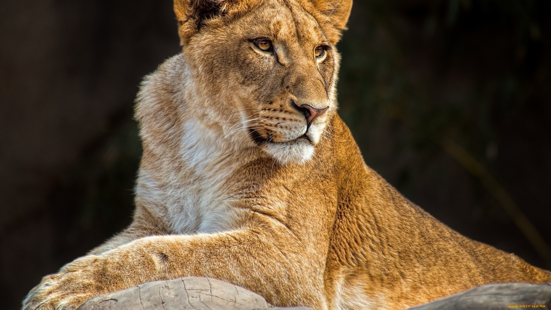 животные, львы, львица