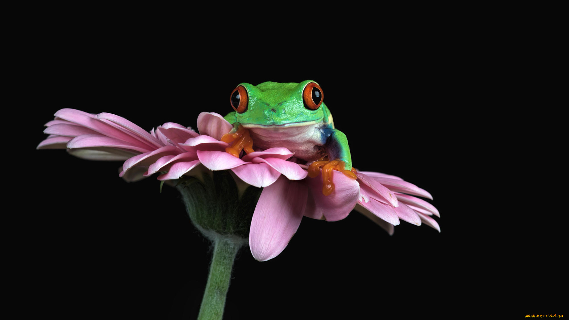 животные, лягушки, лягушка, пресмыкающиеся, земноводные