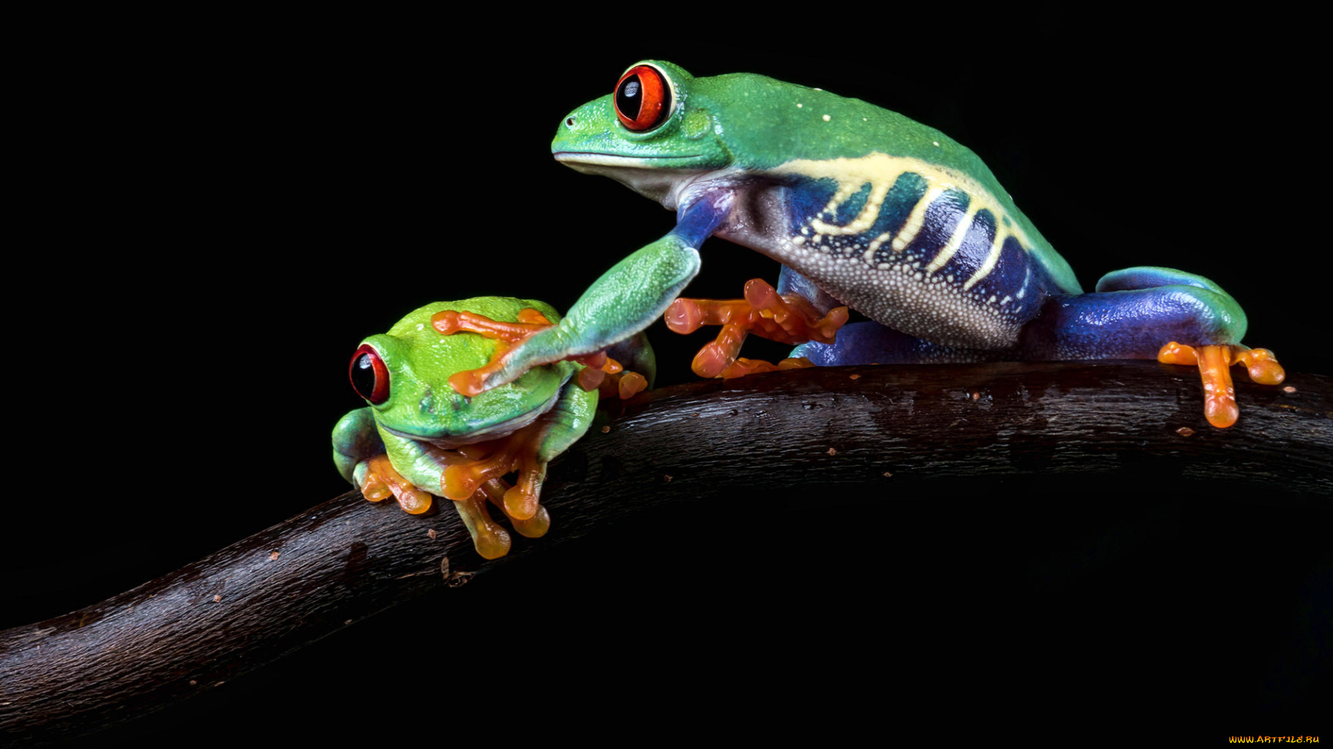 животные, лягушки, пресмыкающиеся, земноводные, лягушка