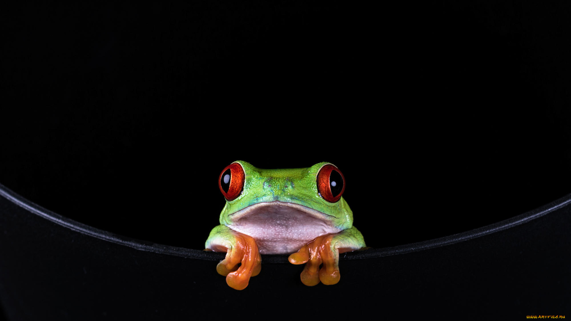 животные, лягушки, пресмыкающиеся, земноводные, лягушка