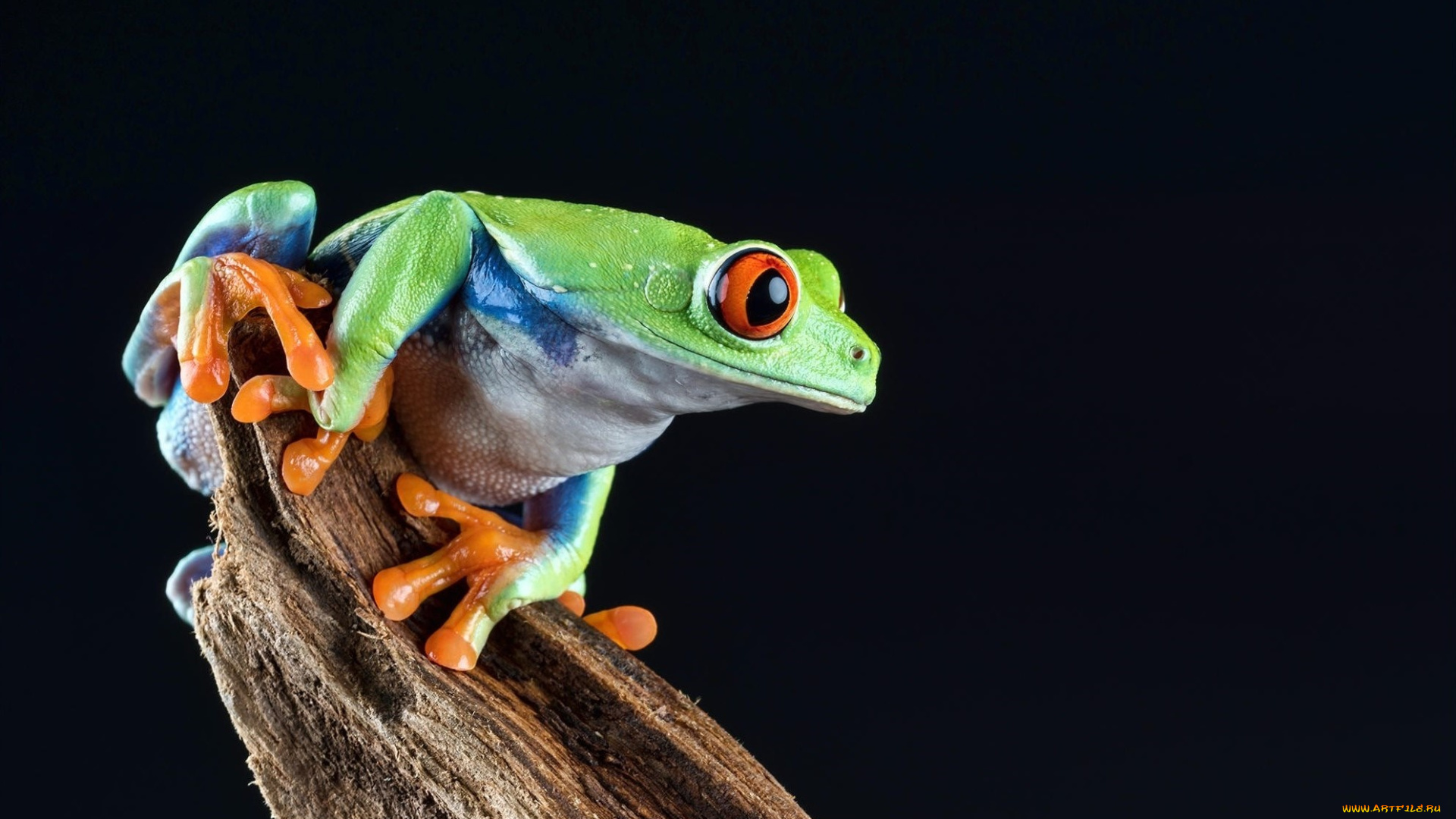 животные, лягушки, пресмыкающиеся, земноводные, лягушка