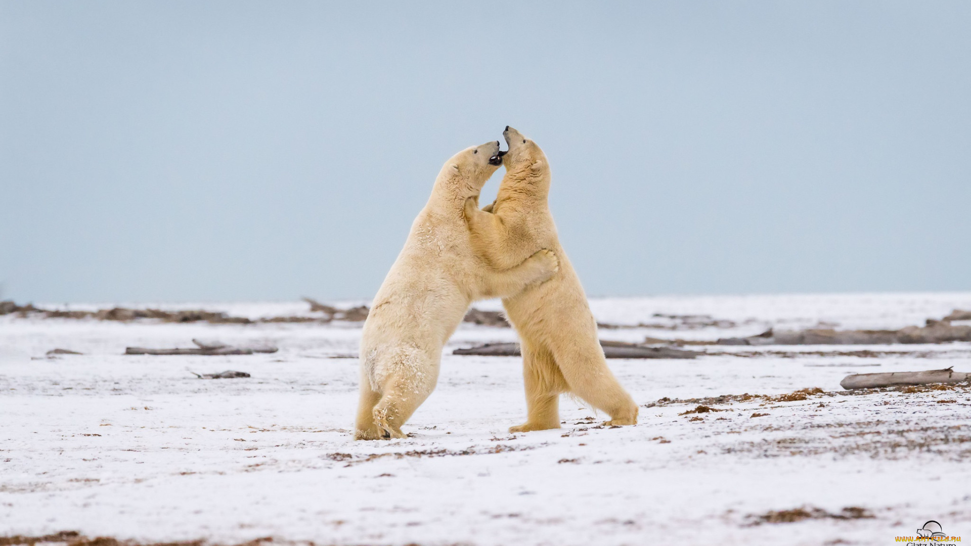 животные, медведи, белые, полярные, парочка, игра, борьба, разборка, снег, хищники