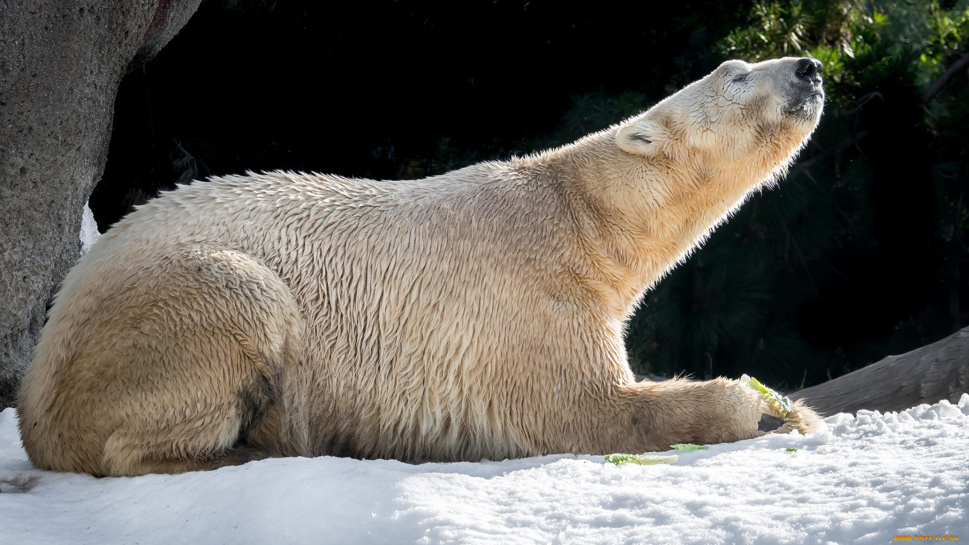 животные, медведи, хищник