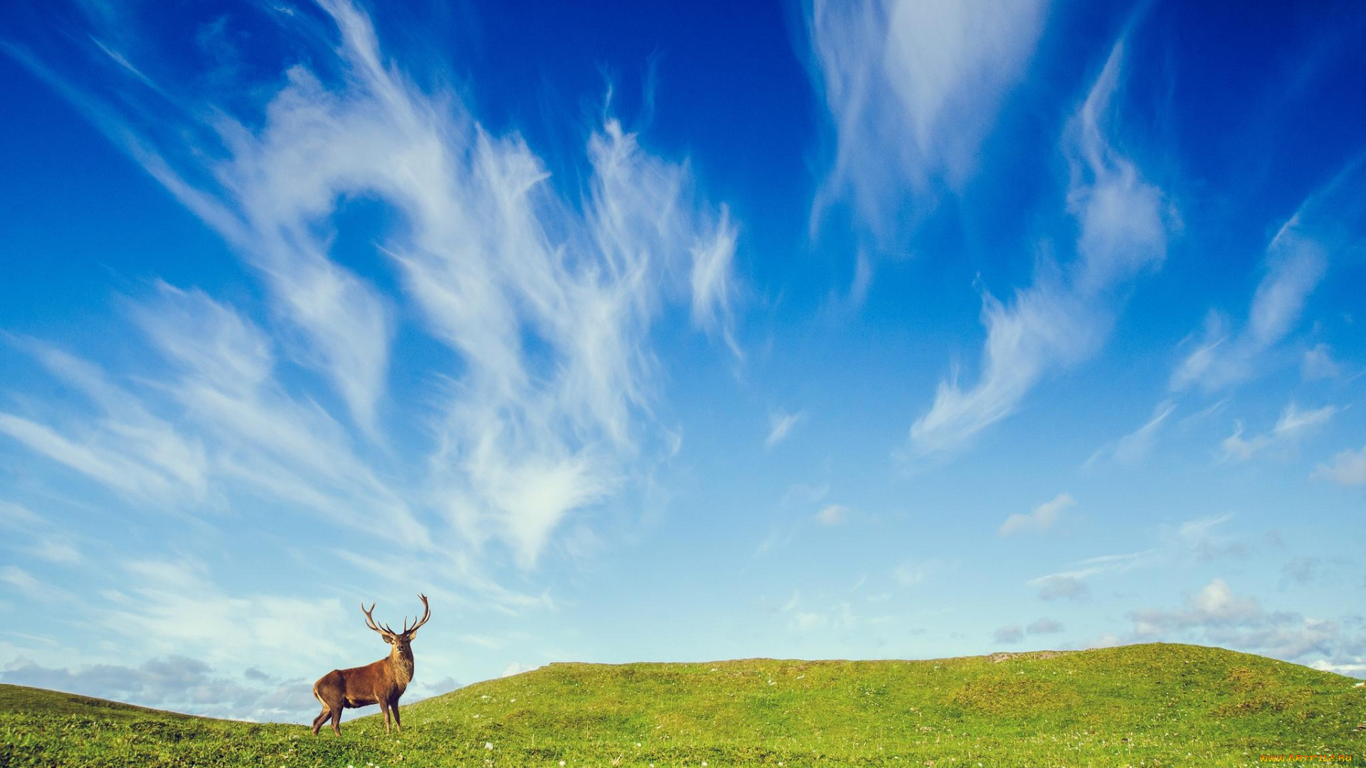 животные, олени, олень, холмы, небо, поле