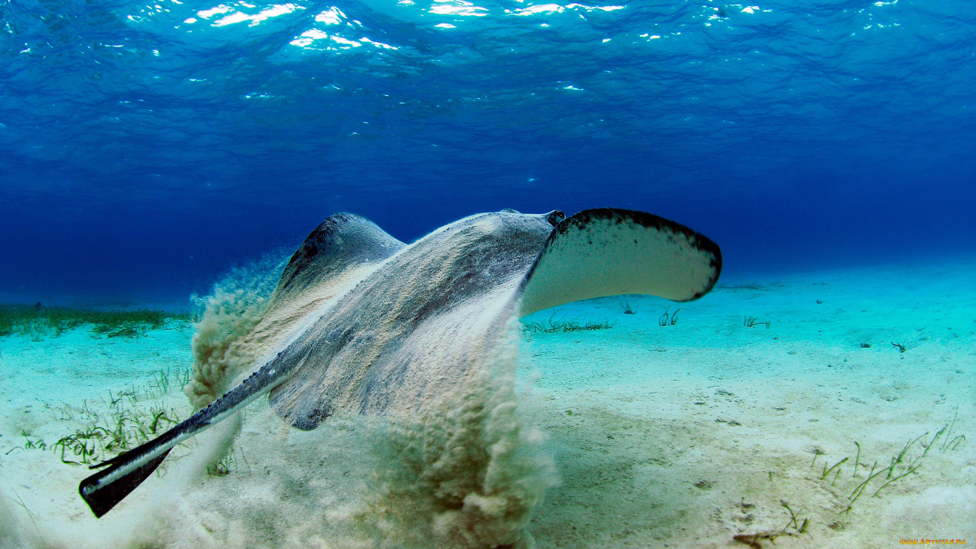 животные, рыбы, скат, подводный, мир, вода, глубина, дно, песок