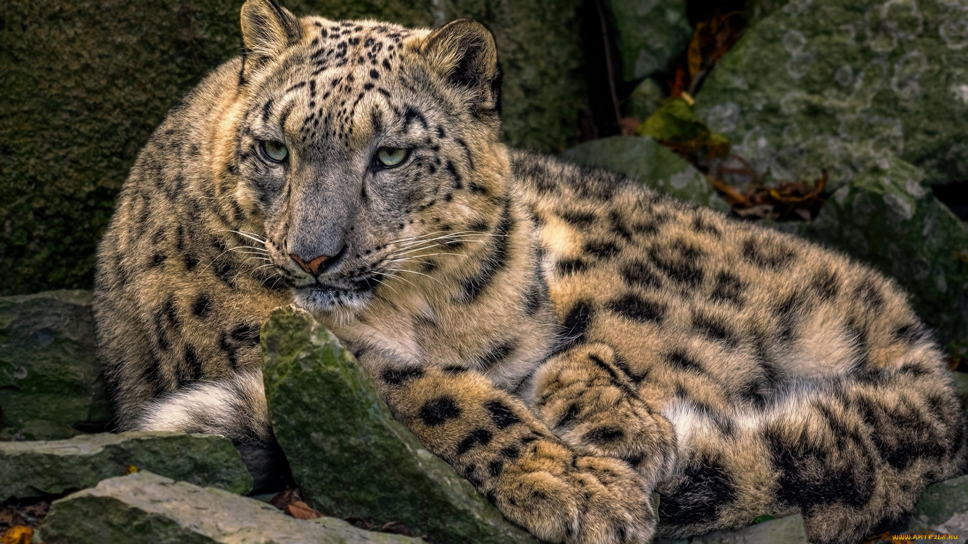 животные, снежный, барс, , ирбис, барс