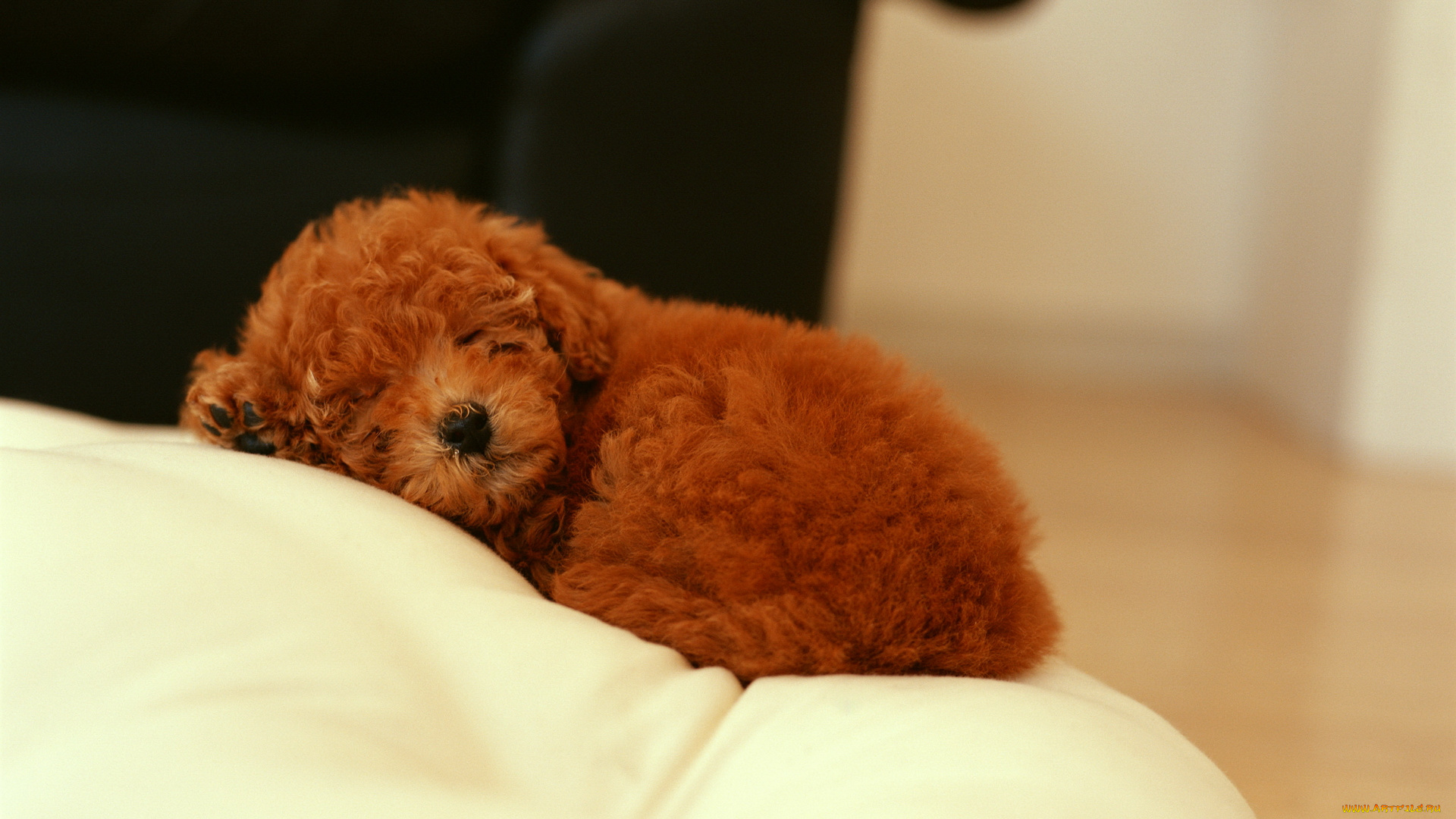 животные, собаки, щенок, кучерявый, рыжий, сон