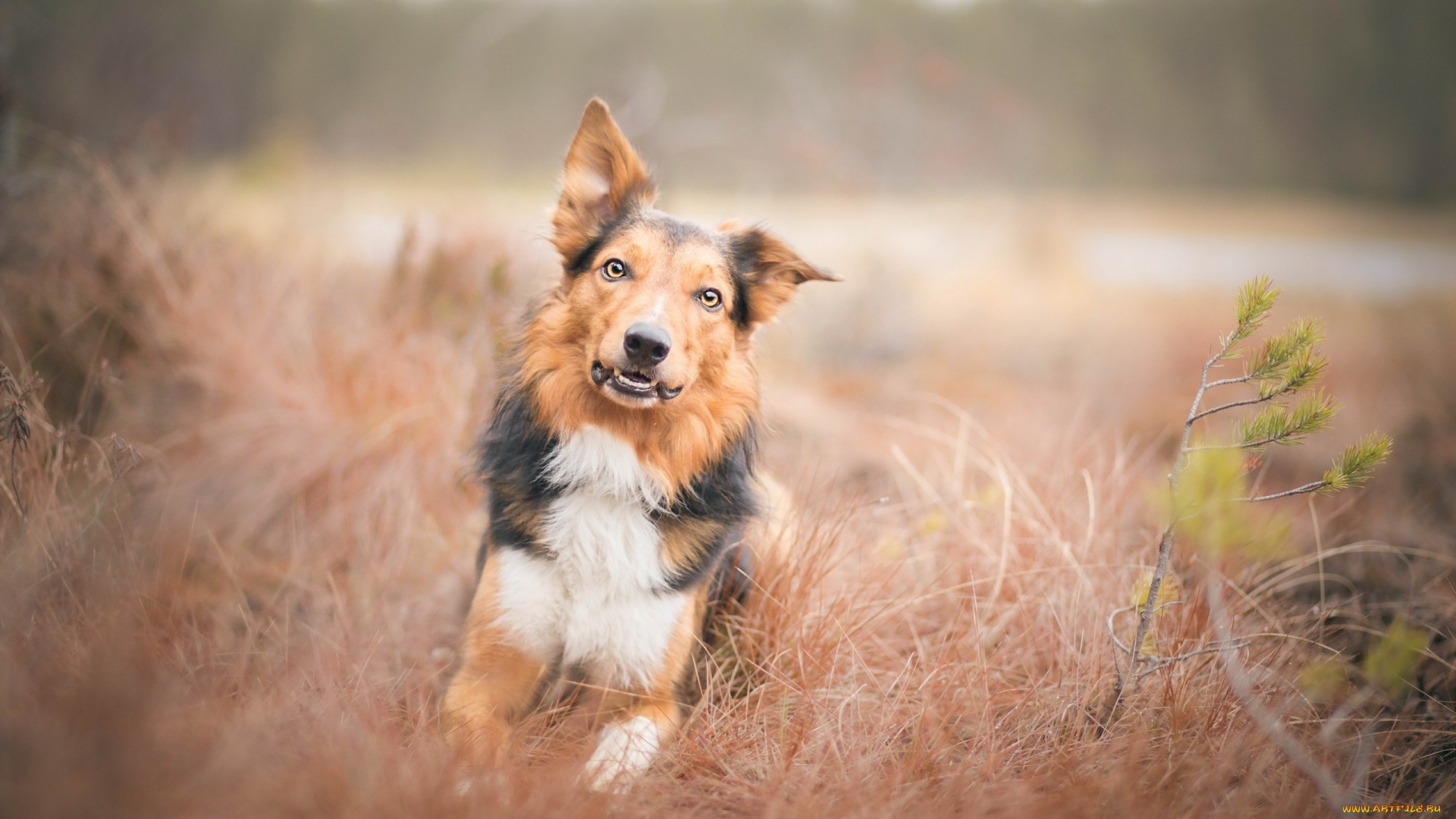животные, собаки, собака, друг, взгляд
