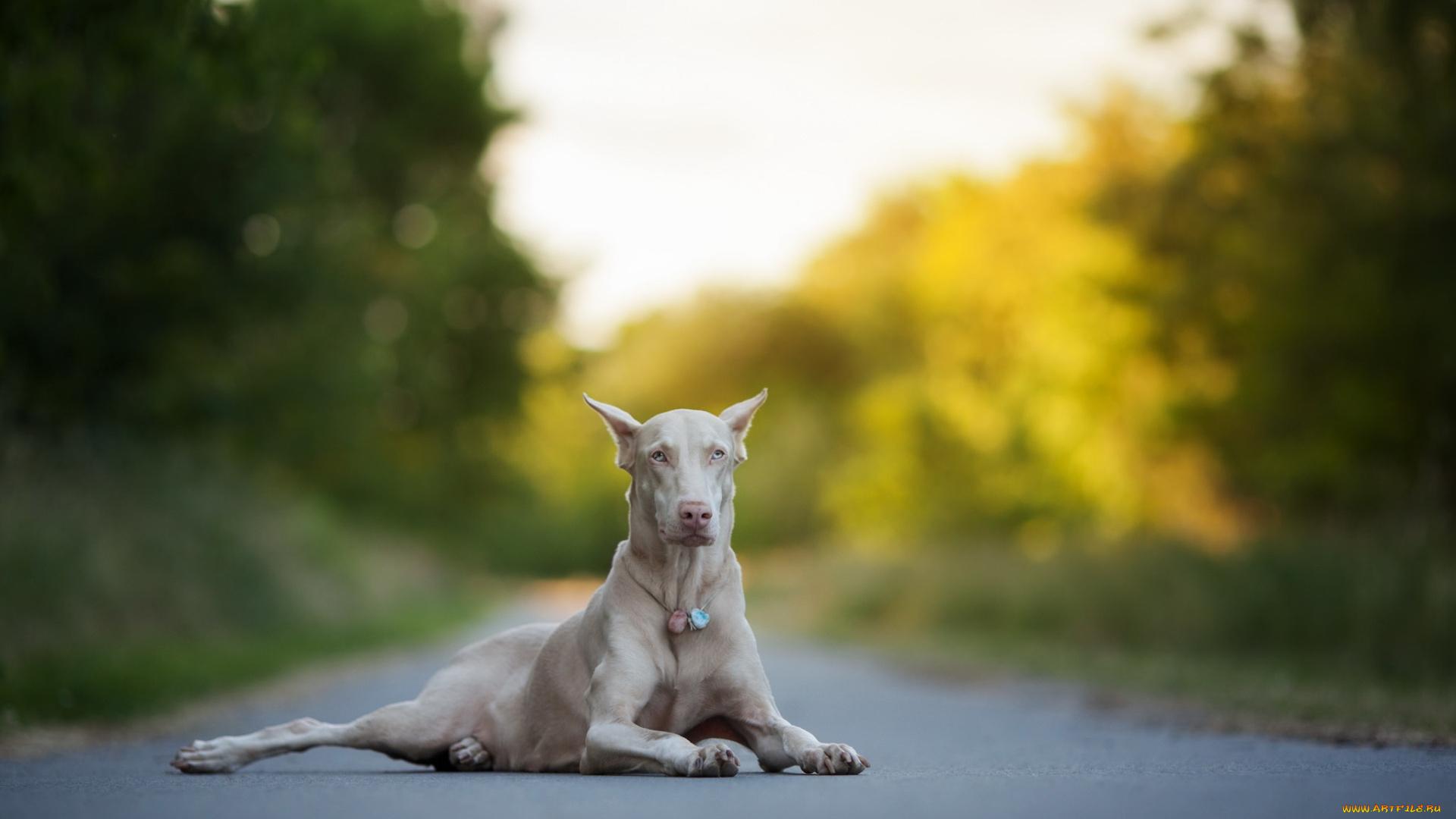 животные, собаки, взгляд, собака