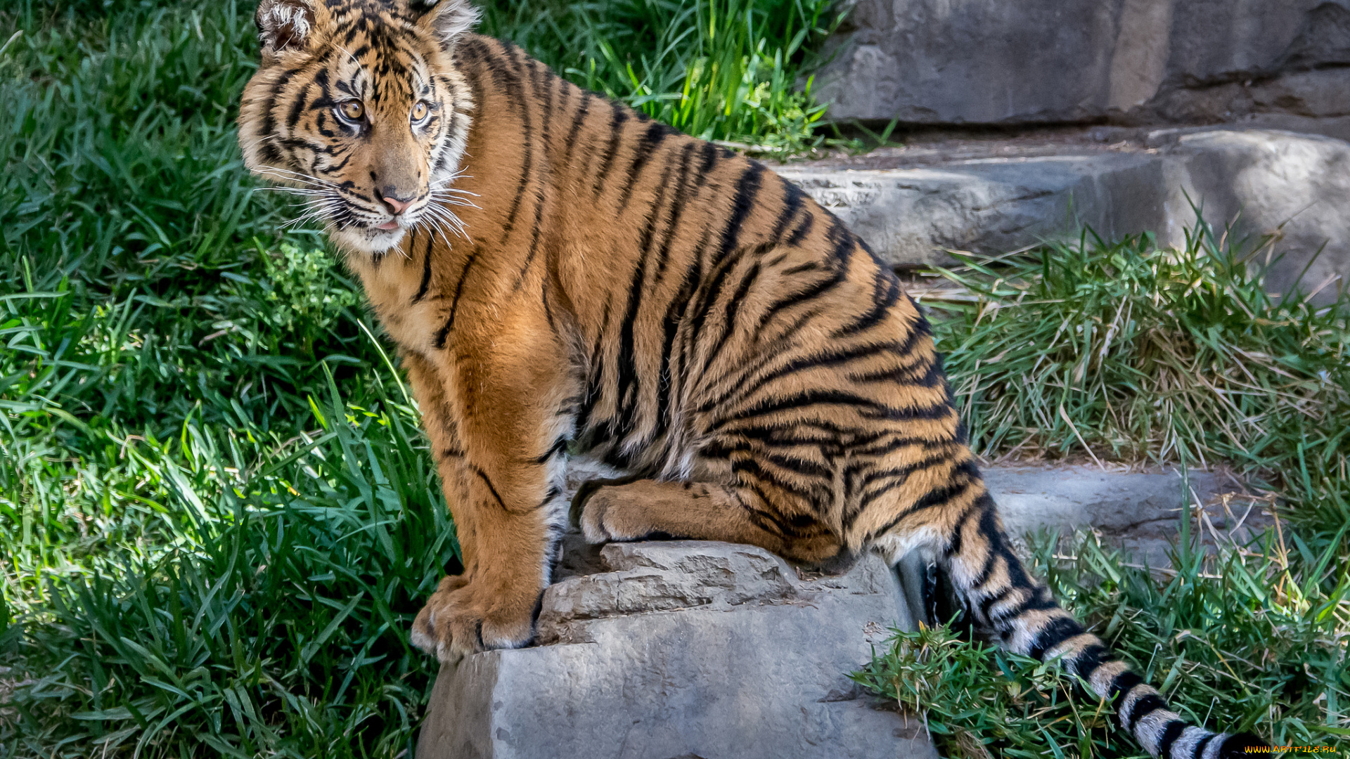 животные, тигры, хищник