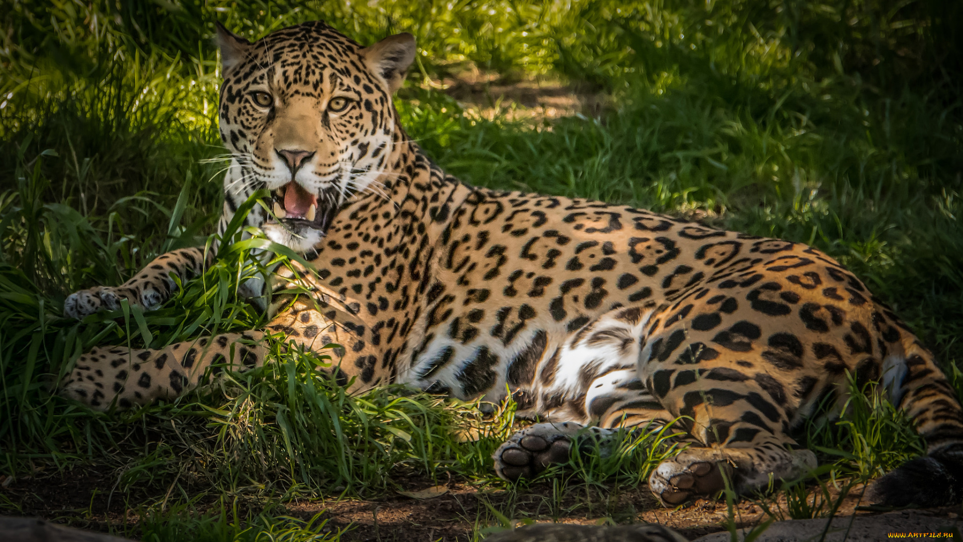 животные, тигры, хищник