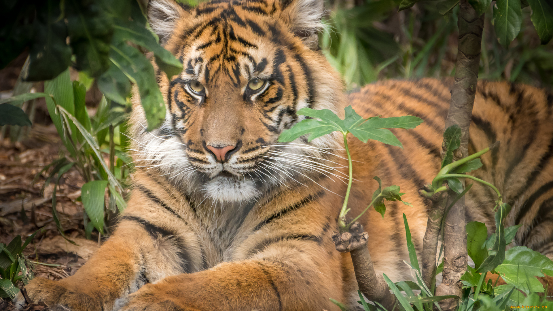 животные, тигры, хищник