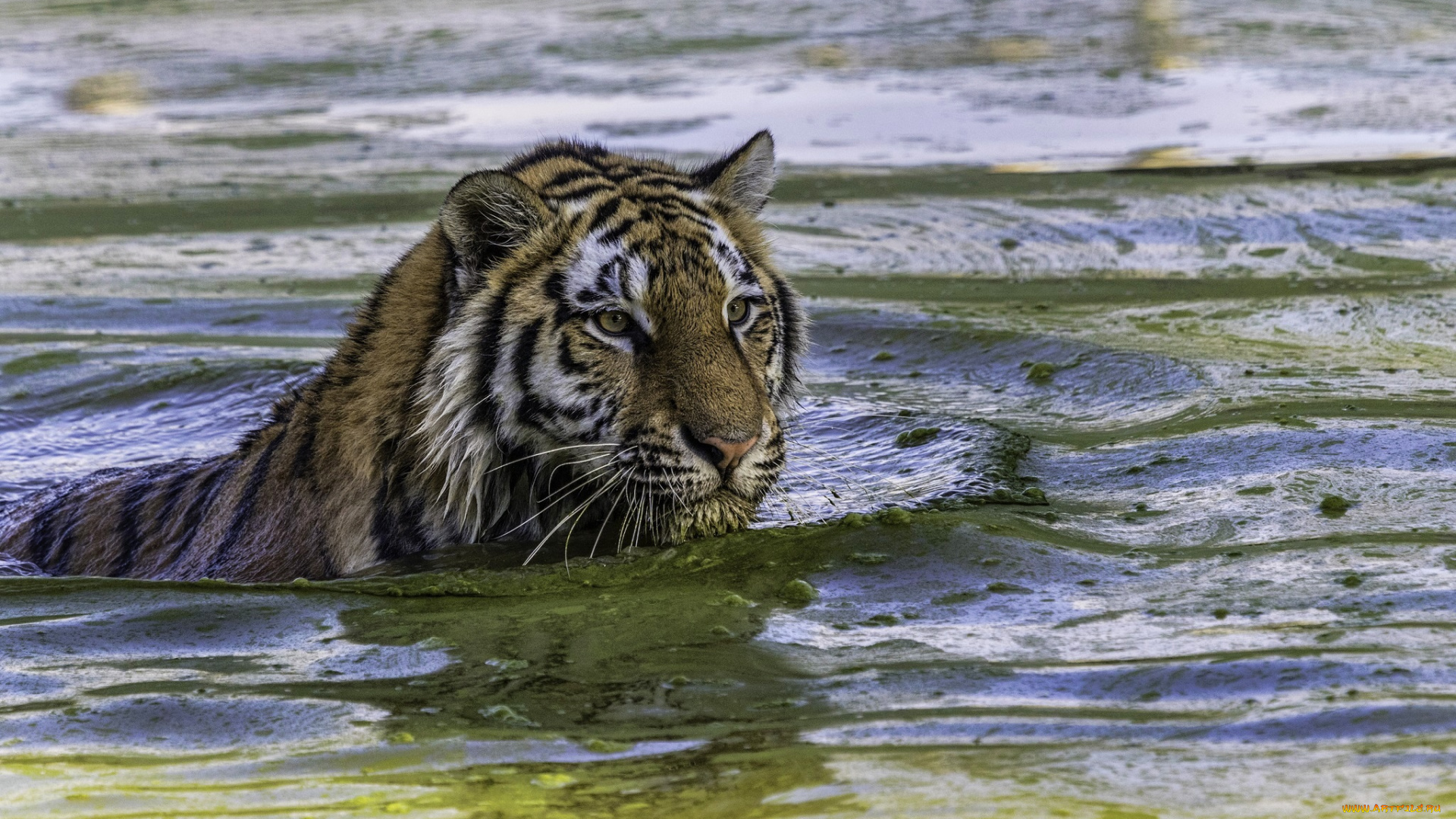 животные, тигры, купание